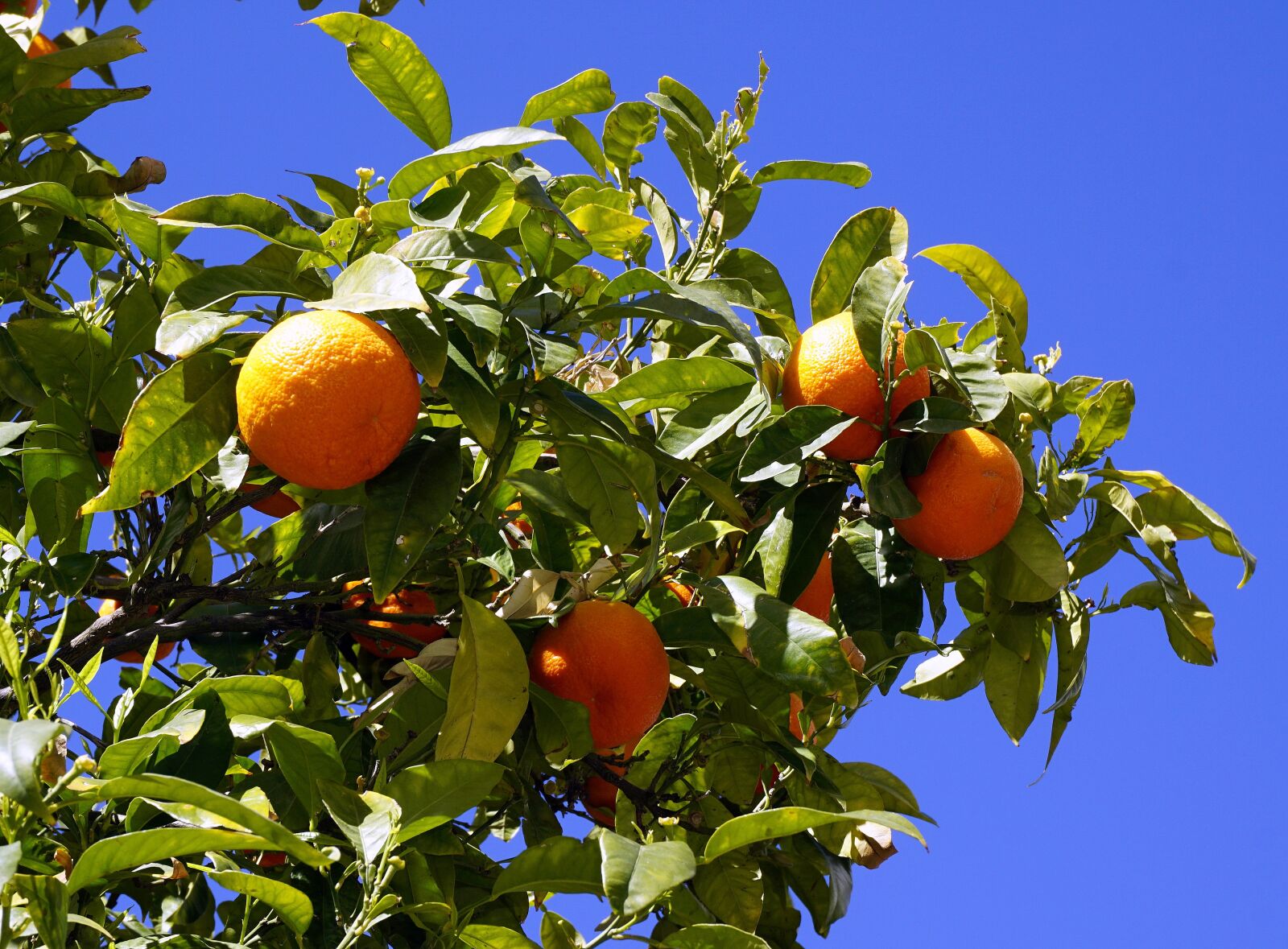 Sony a6000 sample photo. Oranges, fruit, citrus photography