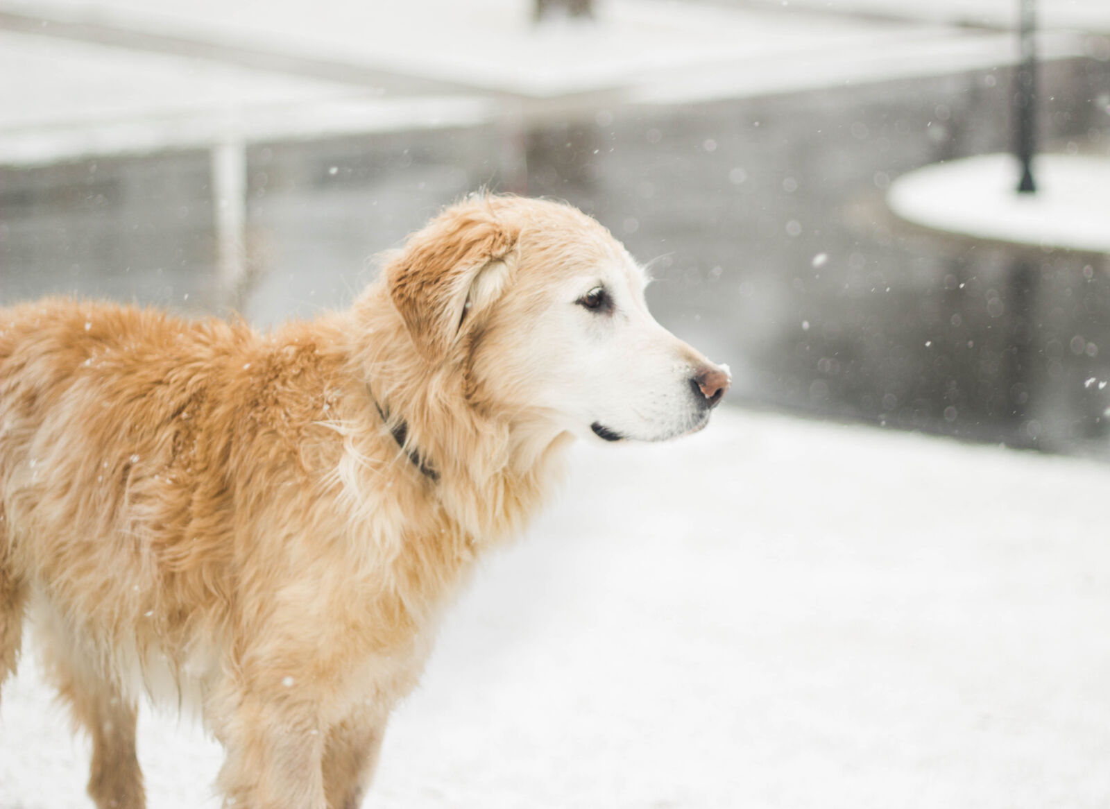 Canon EOS 550D (EOS Rebel T2i / EOS Kiss X4) sample photo. Snow, golden, retriever photography