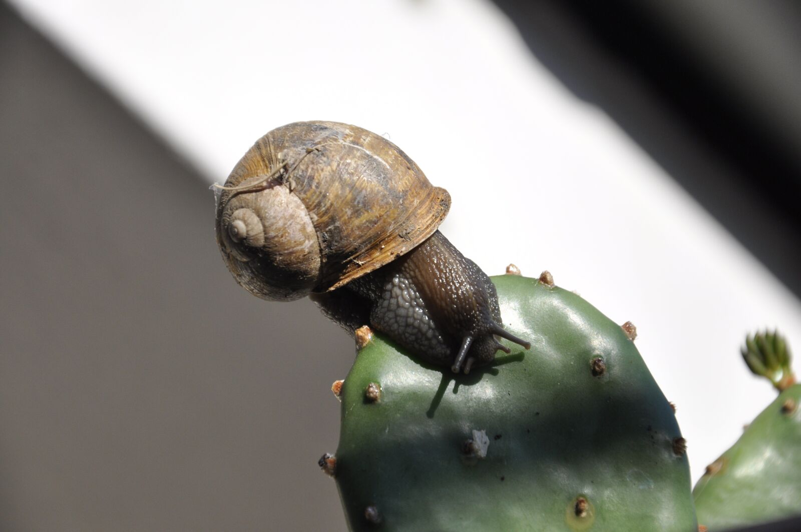 Nikon D90 sample photo. Snail, mollusk, gastropod photography