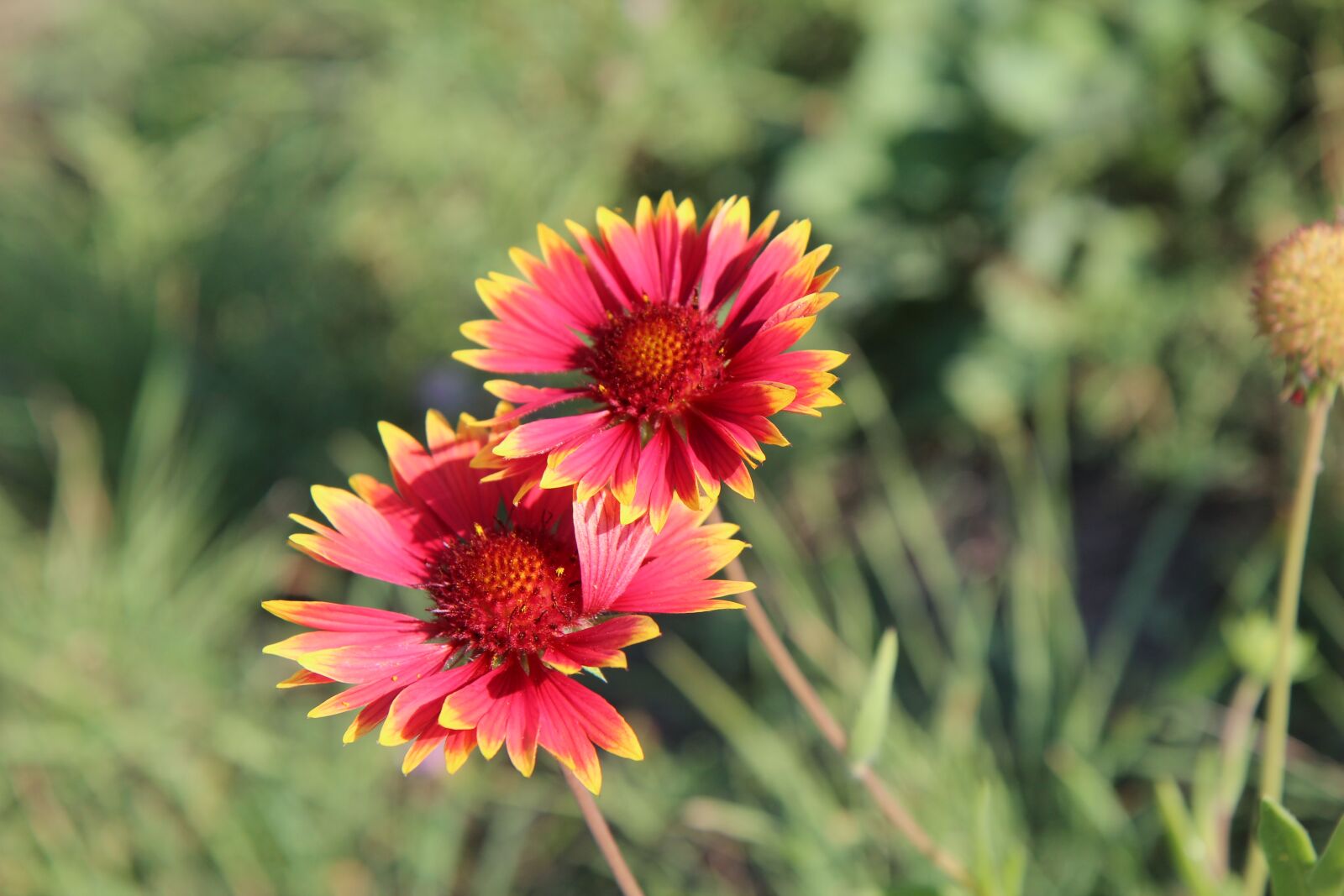 Canon EOS 600D (Rebel EOS T3i / EOS Kiss X5) sample photo. Gaillarde, flowers, flowering photography