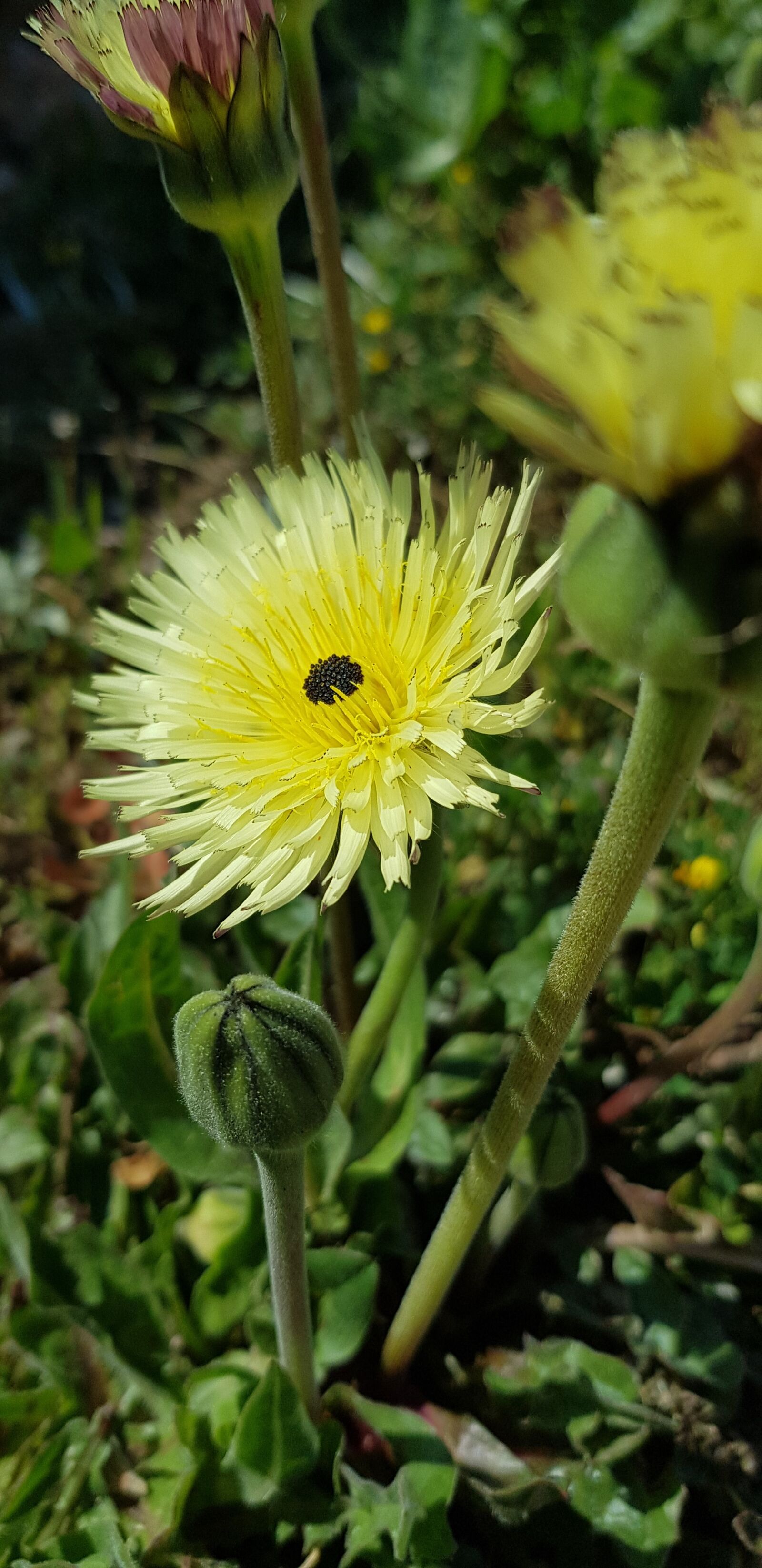 Samsung Galaxy S8 sample photo. Nature, flower, spring photography