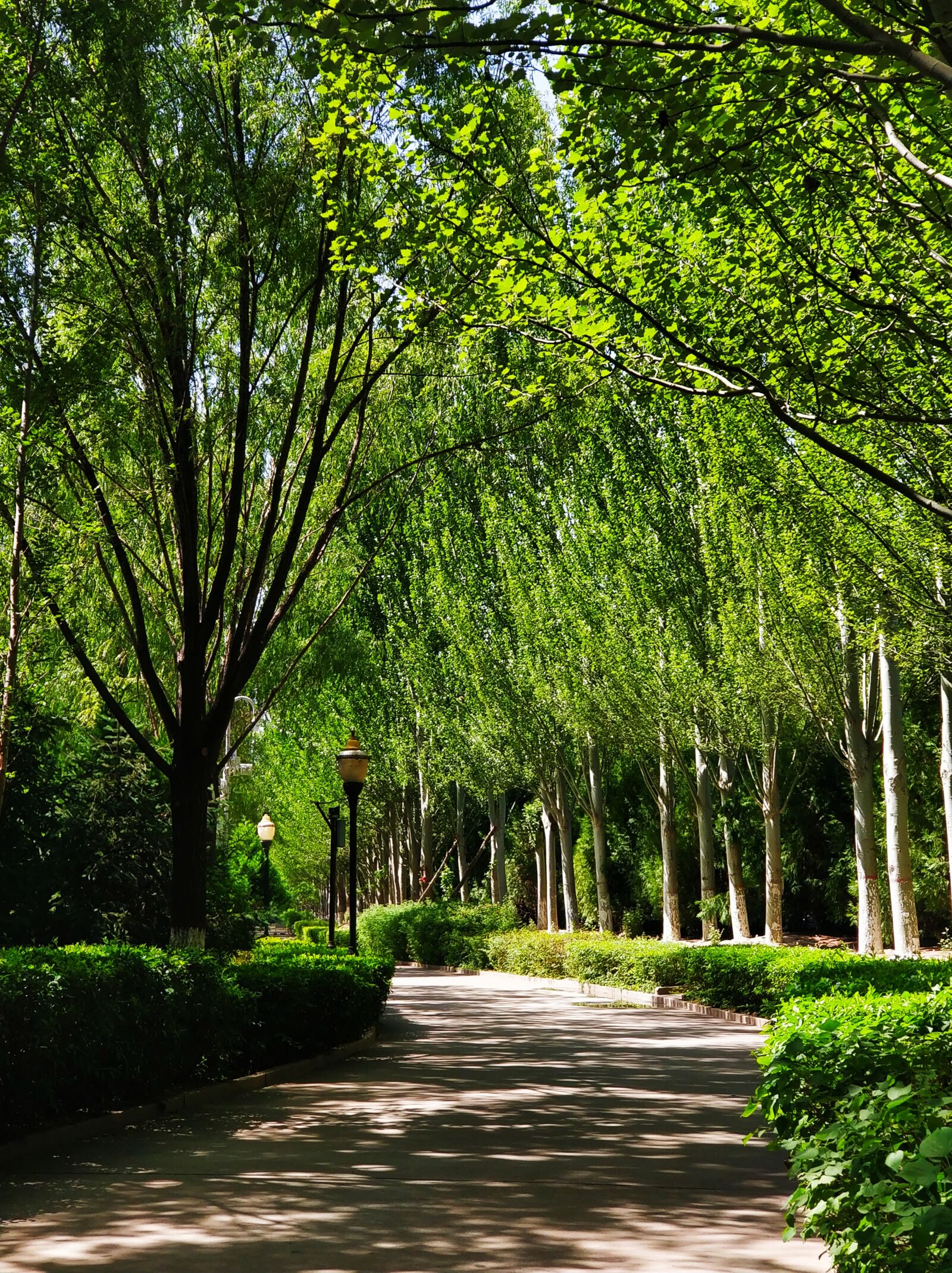OnePlus 5 sample photo. Natural, trees, trail photography