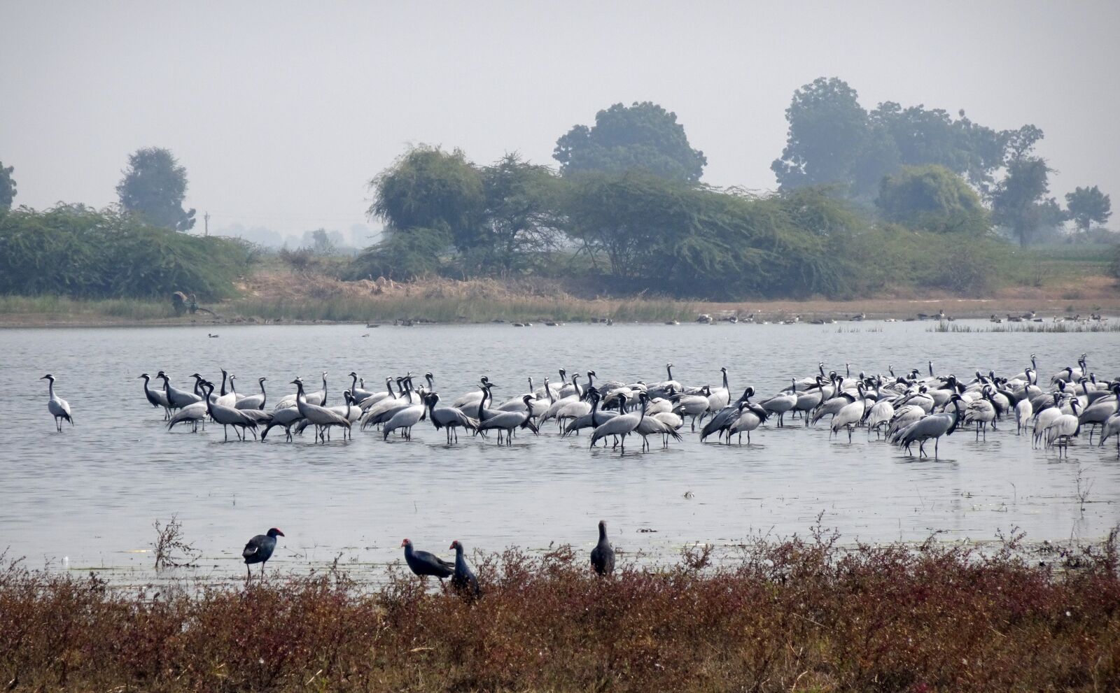 Sony Cyber-shot DSC-HX90V sample photo. Bird, crane, demoiselle crane photography