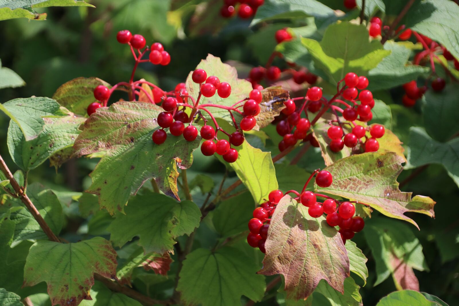 Canon EOS 80D sample photo. Berries, leaves, branch photography