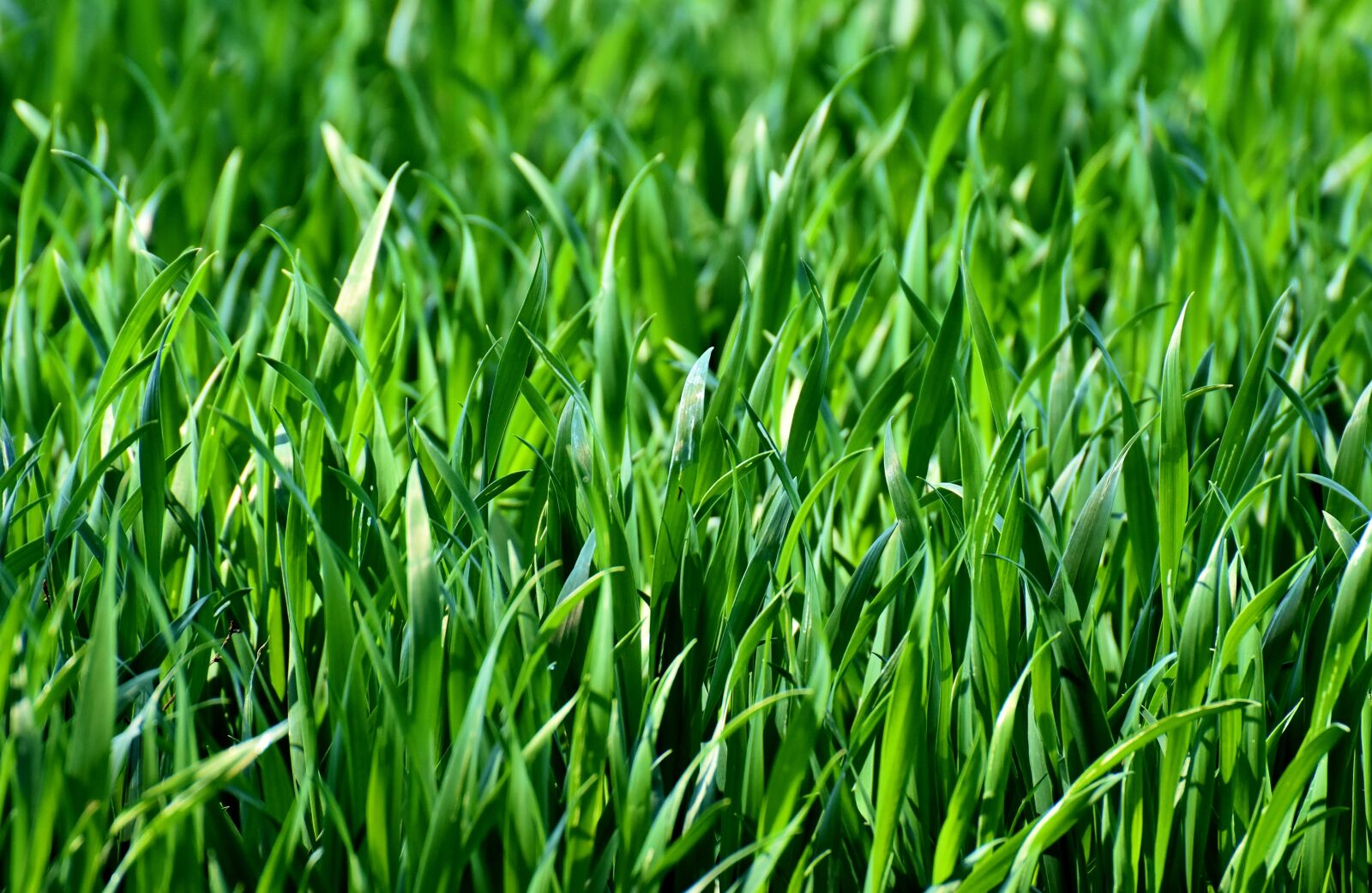 Nikon D7200 sample photo. Meadow, field, grass photography