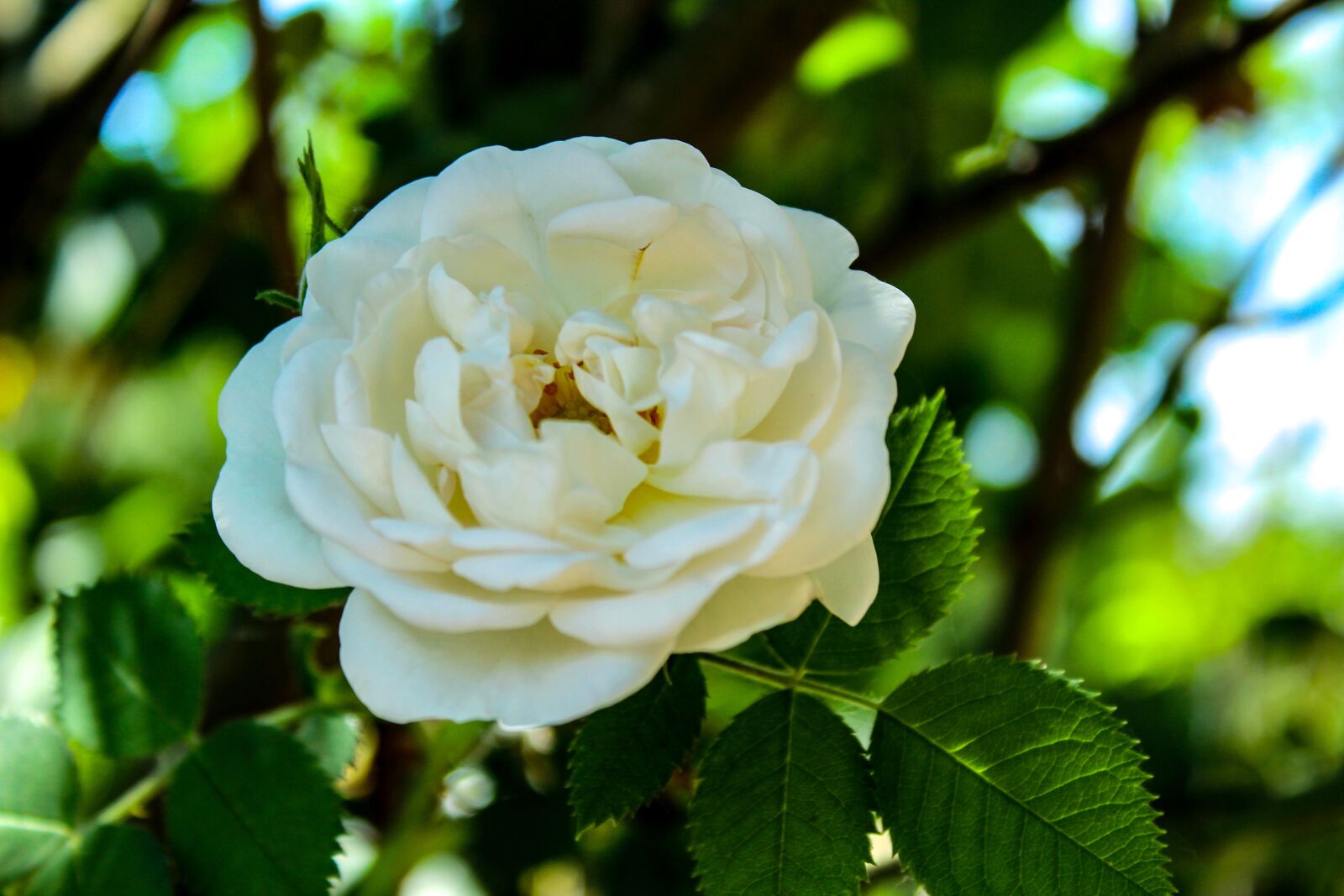 Canon EOS 1300D (EOS Rebel T6 / EOS Kiss X80) sample photo. Rose, flower, the background photography
