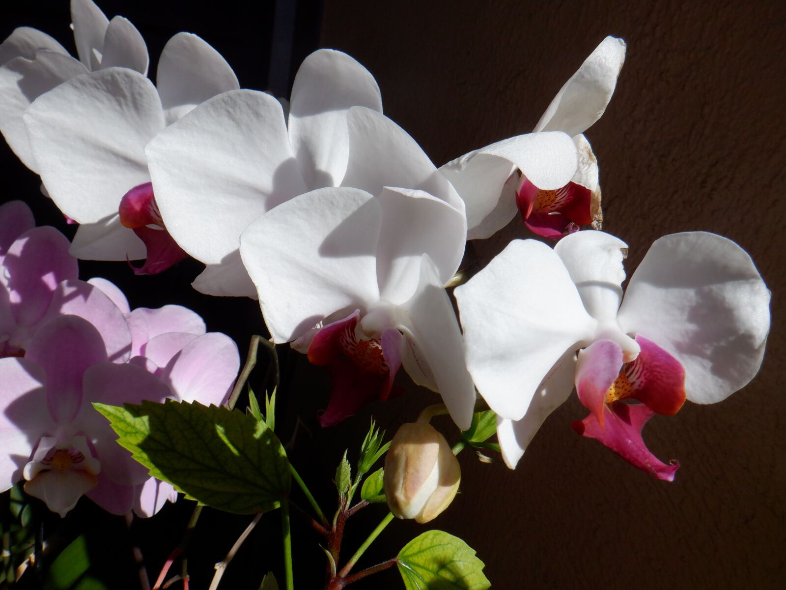 Fujifilm FinePix XP140 sample photo. Orchid, flower, maui photography