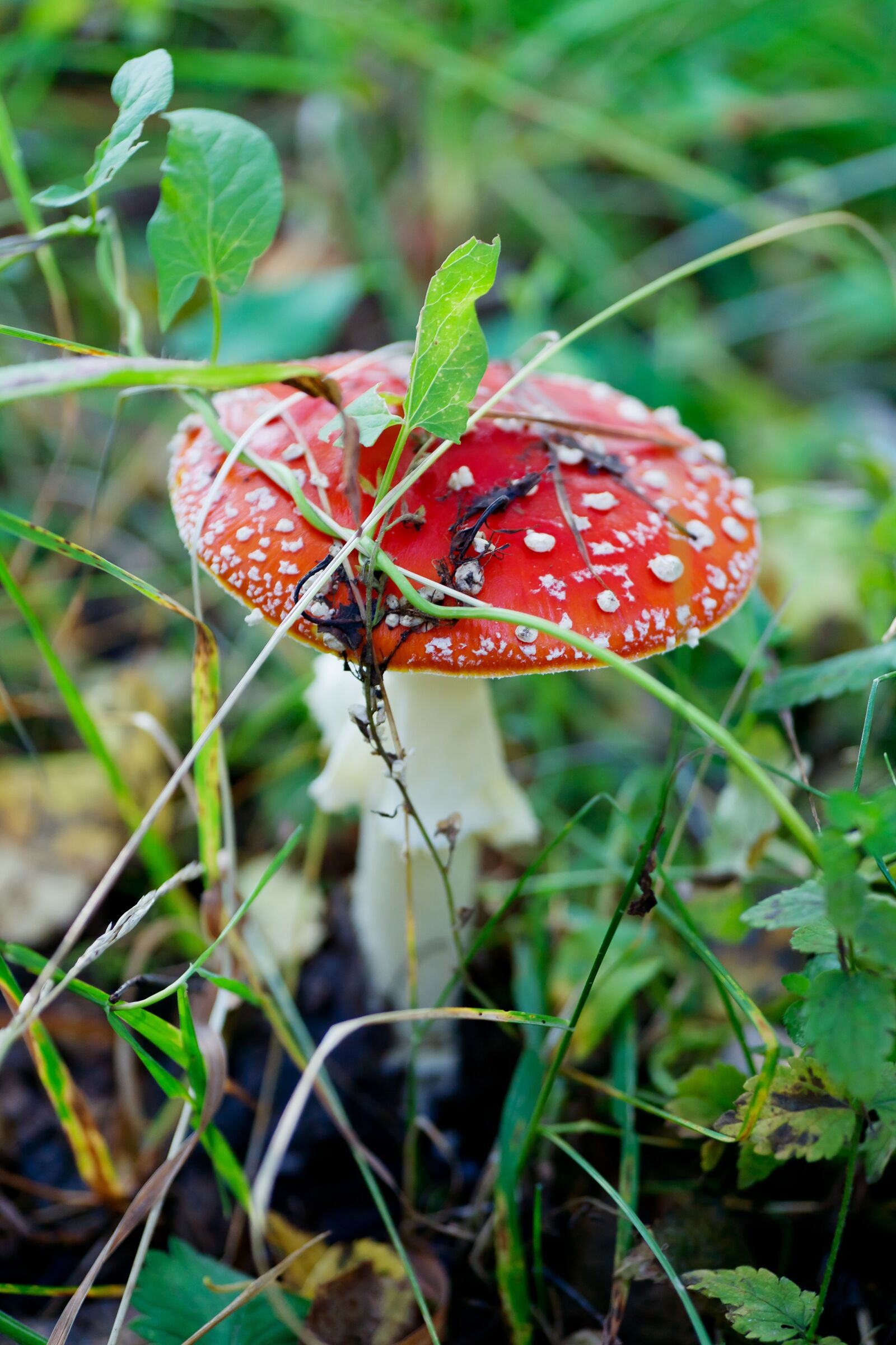 Sony Alpha DSLR-A850 sample photo. Mushroom, amanita, forest photography