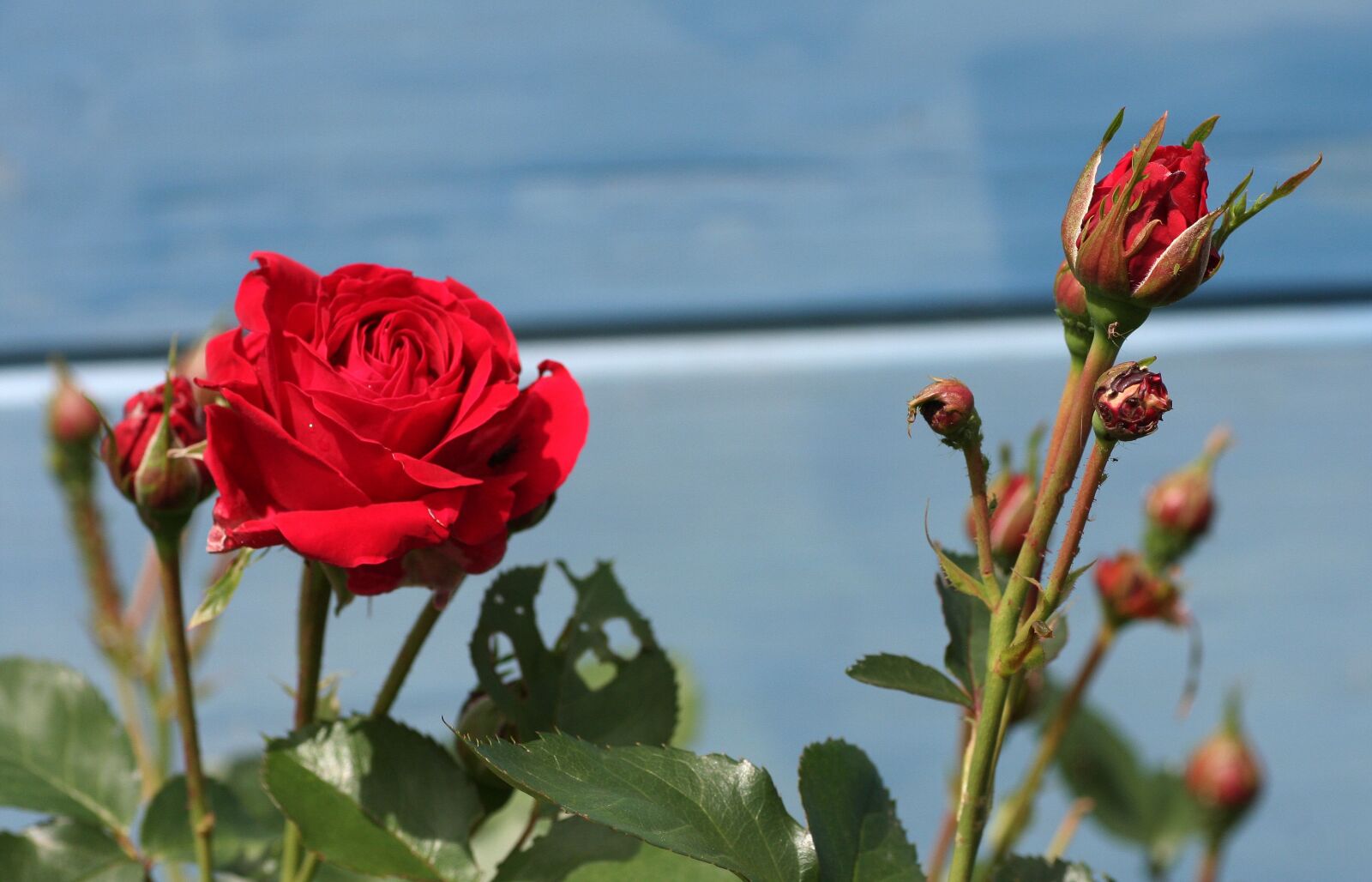 Canon EOS 350D (EOS Digital Rebel XT / EOS Kiss Digital N) sample photo. Pink, red, flower photography