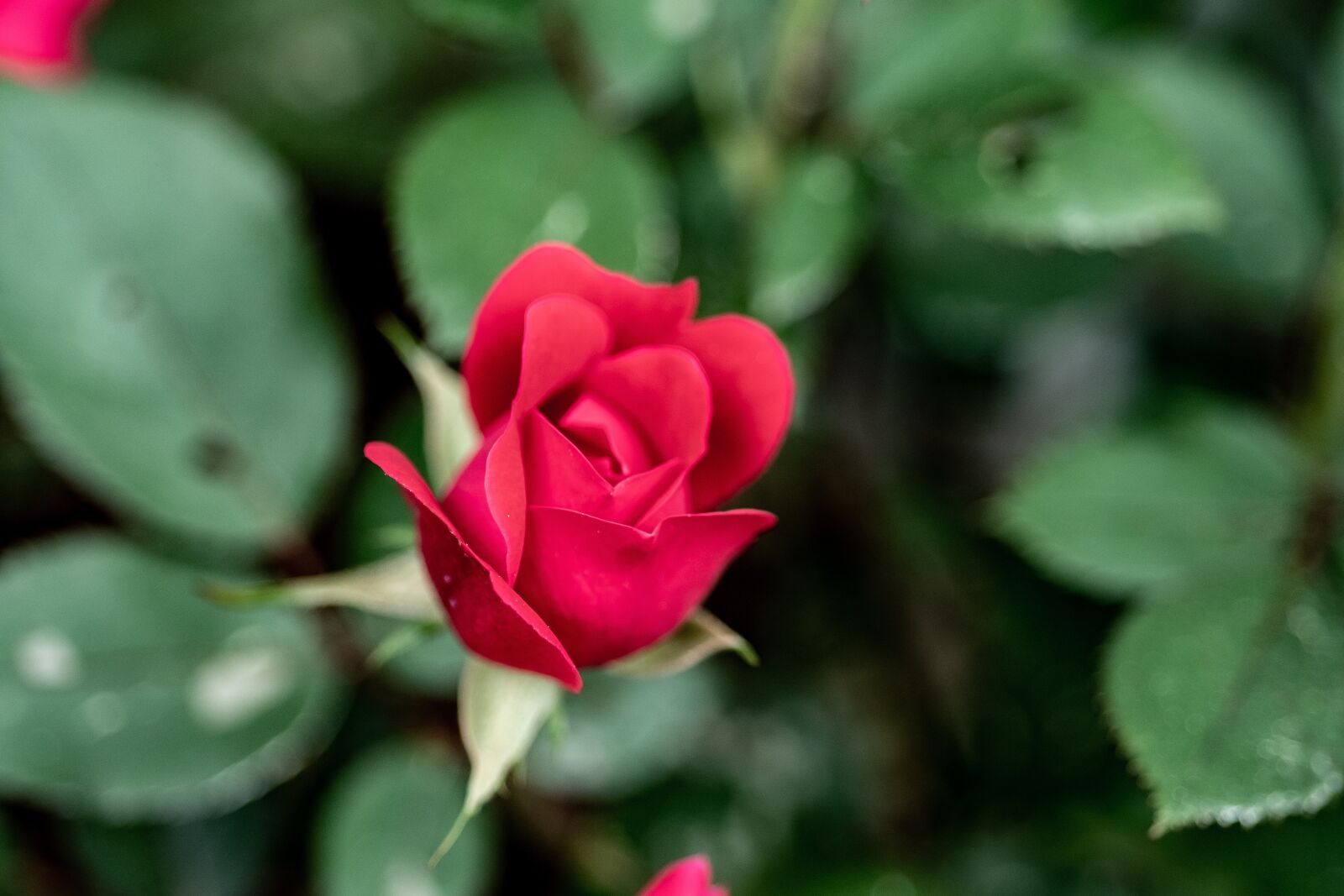 Nikon D500 sample photo. Flower, red, floral photography