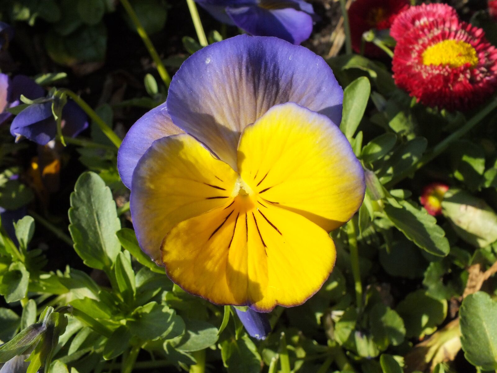 Fujifilm FinePix HS35EXR sample photo. Pansy, spring, violet photography