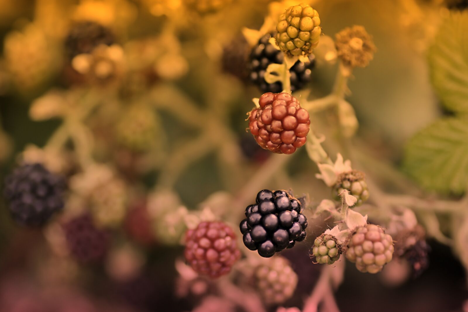 Tamron SP 90mm F2.8 Di VC USD 1:1 Macro sample photo. Blackberry, fruit, fresh photography