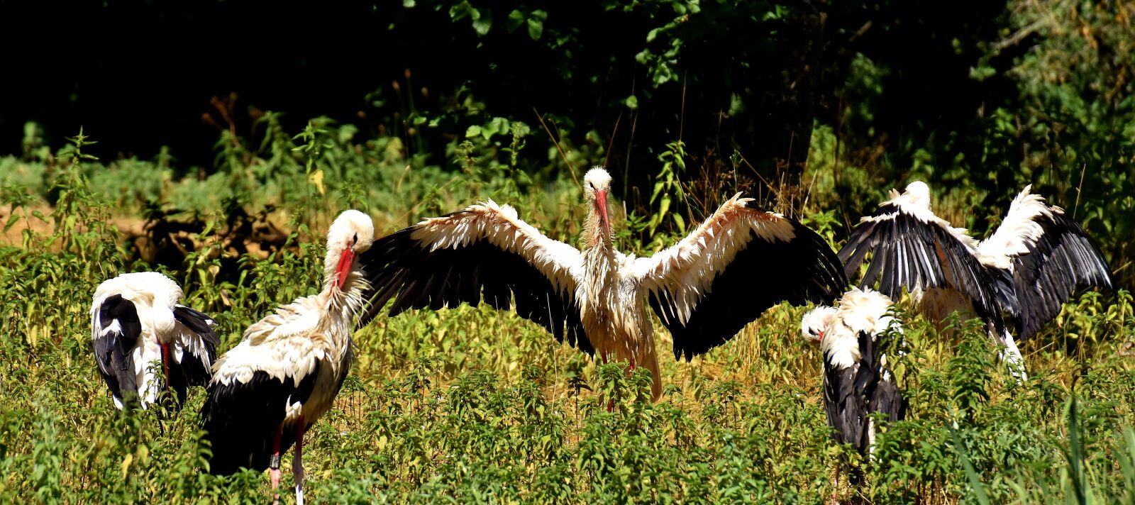 Nikon D7200 sample photo. Storks, flying, birds photography