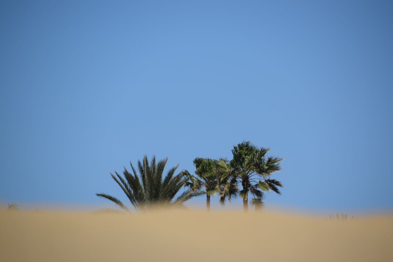 Nikon D3300 sample photo. Desert, palm, beach photography