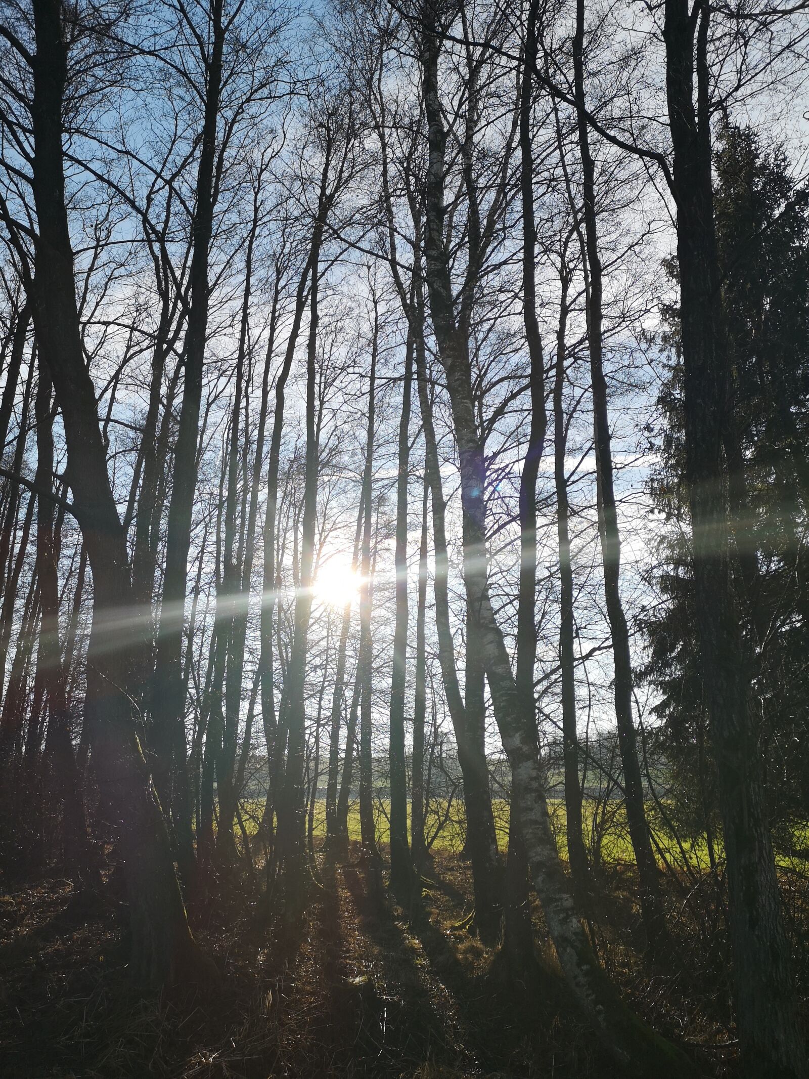 HUAWEI CLT-L29 sample photo. Trees, nature, sun photography
