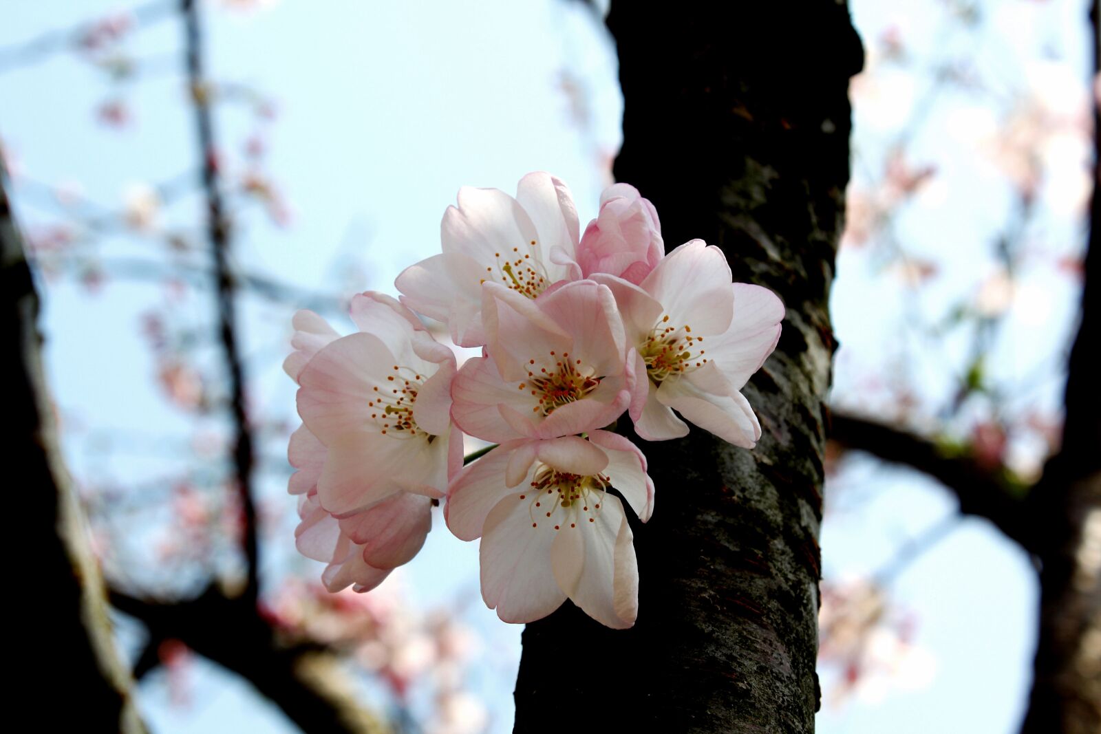Canon EOS 60D + Canon EF-S 18-55mm F3.5-5.6 IS sample photo. Cherry blossom, early spring photography