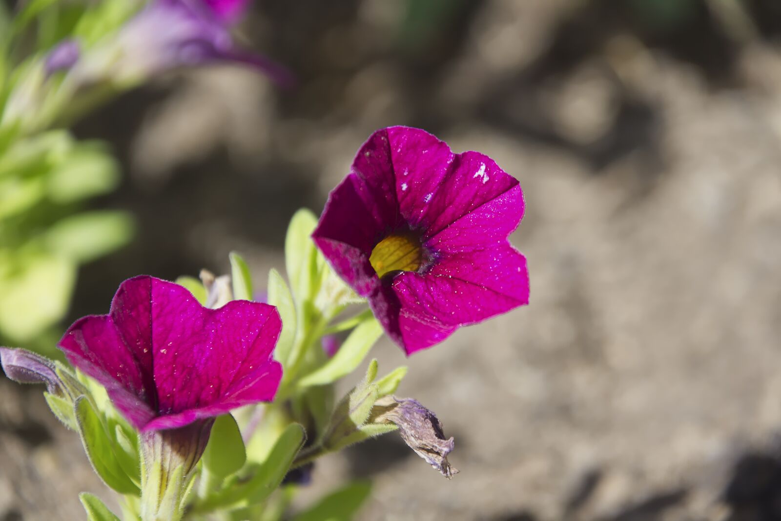 Nikon D7200 sample photo. Flower, garden, nature photography