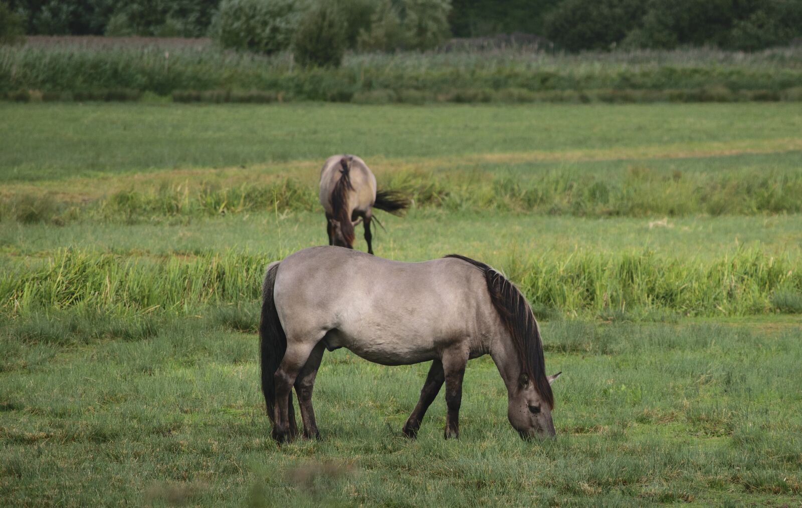 Nikon D3300 sample photo. Konik, wild horse, grazing photography