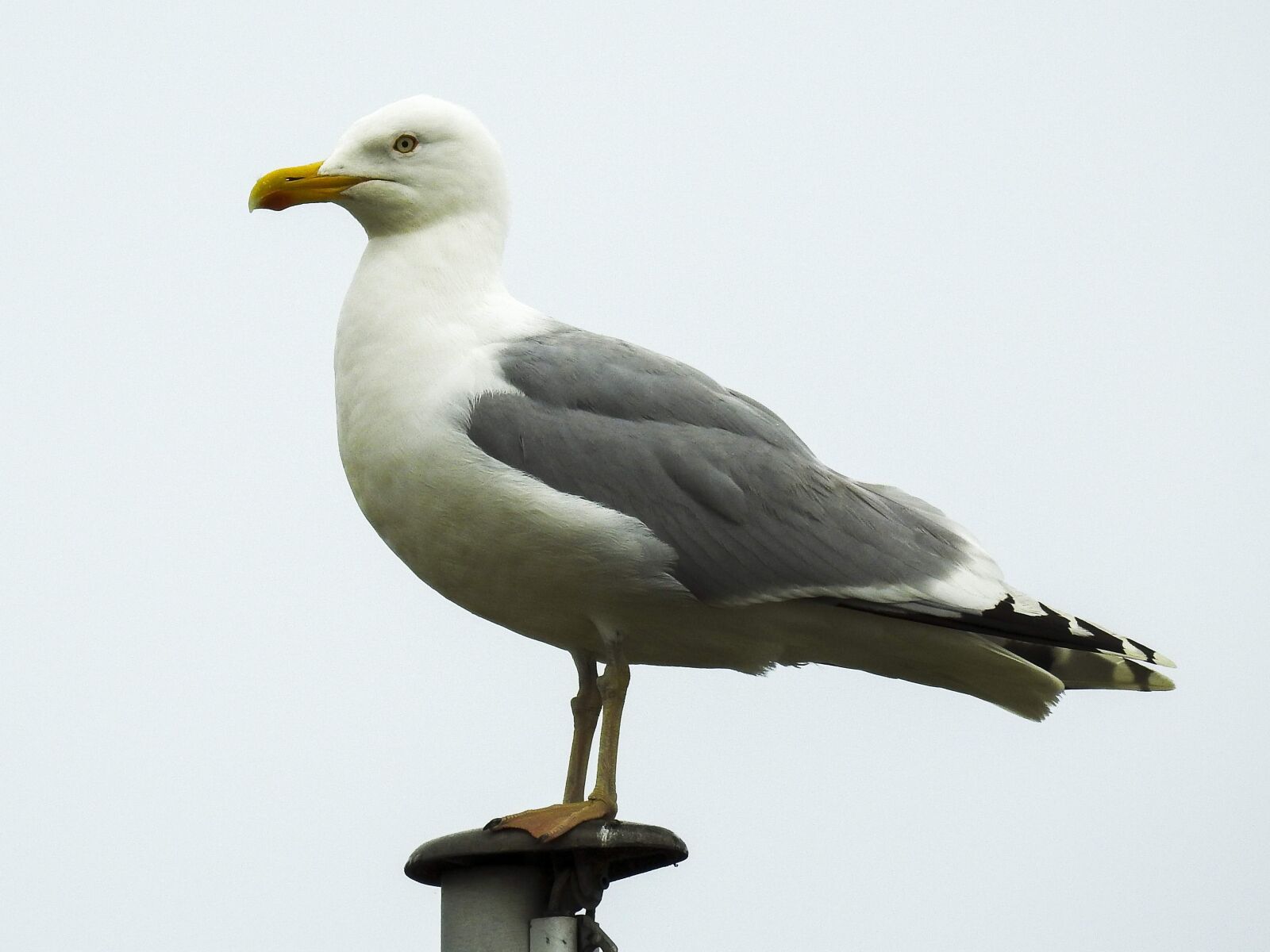Nikon Coolpix P900 sample photo. Herring gull, seagull, nature photography