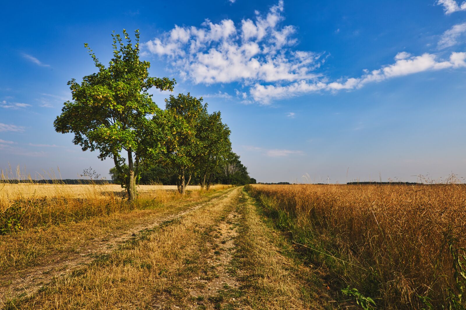 Canon EOS 6D + Tamron SP 15-30mm F2.8 Di VC USD sample photo. Landscape, trees, fields photography
