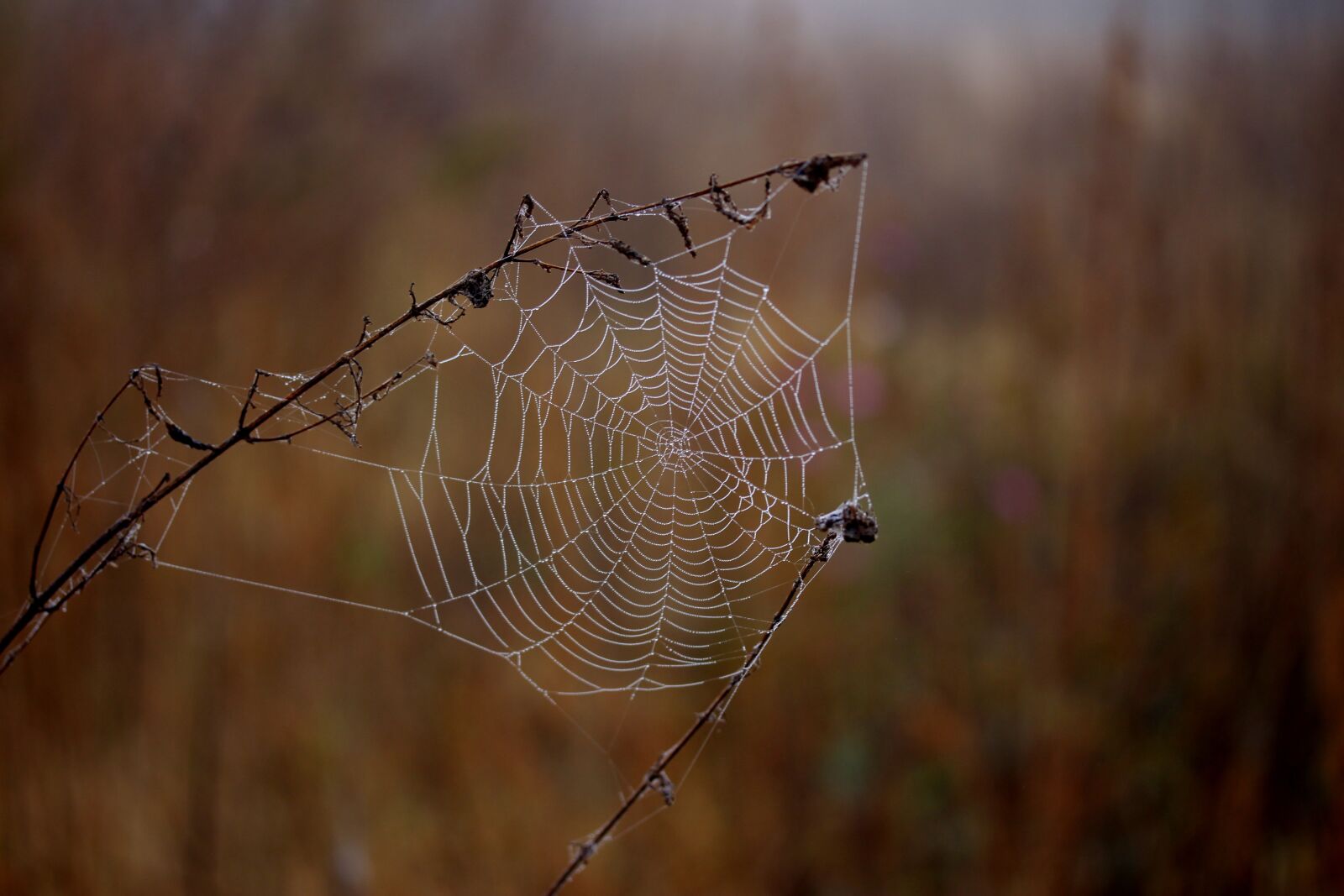 Canon EF-S 60mm F2.8 Macro USM sample photo. Spider web, wet, hooked photography