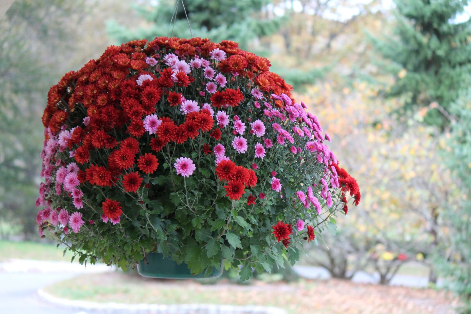 Canon EOS 1100D (EOS Rebel T3 / EOS Kiss X50) sample photo. Floral, nature, blossom photography