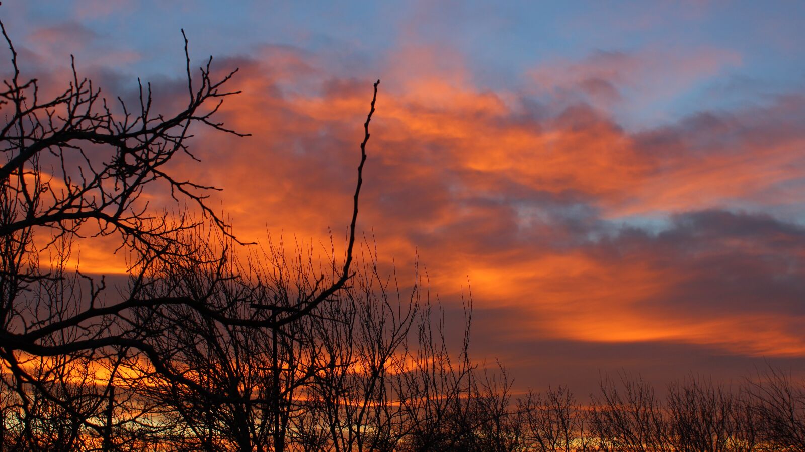 Canon EOS 600D (Rebel EOS T3i / EOS Kiss X5) sample photo. Trees, nature, clouds photography