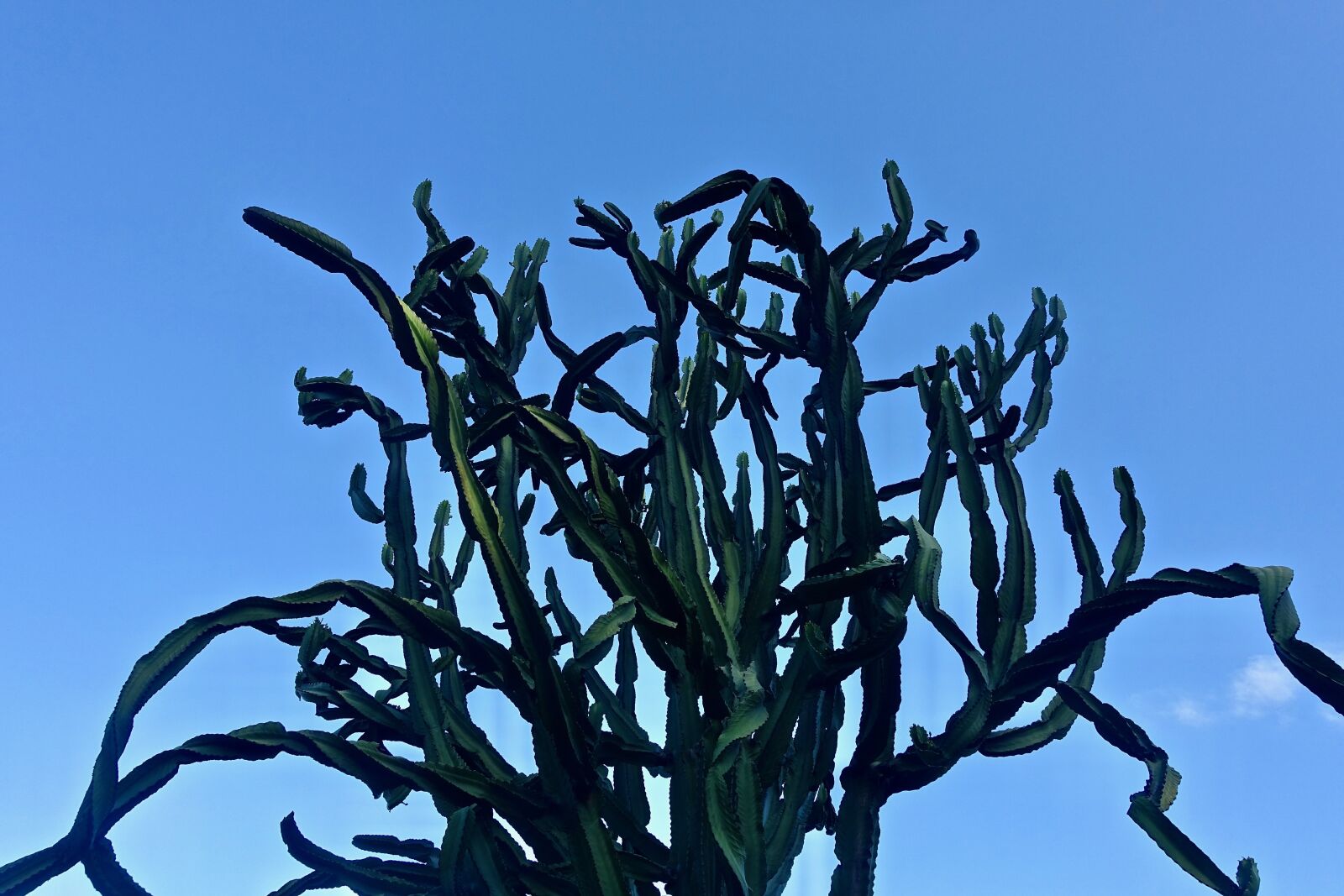 Sony Cyber-shot DSC-RX100 III sample photo. Cactus, succulent, spiny photography