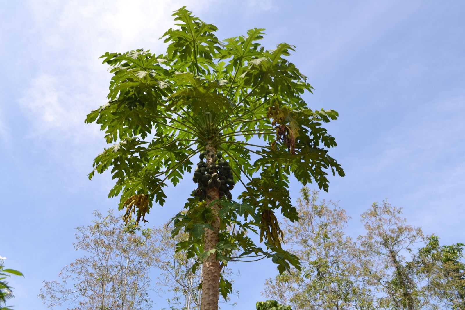 Nikon D3100 sample photo. Tree, nature, sheet photography