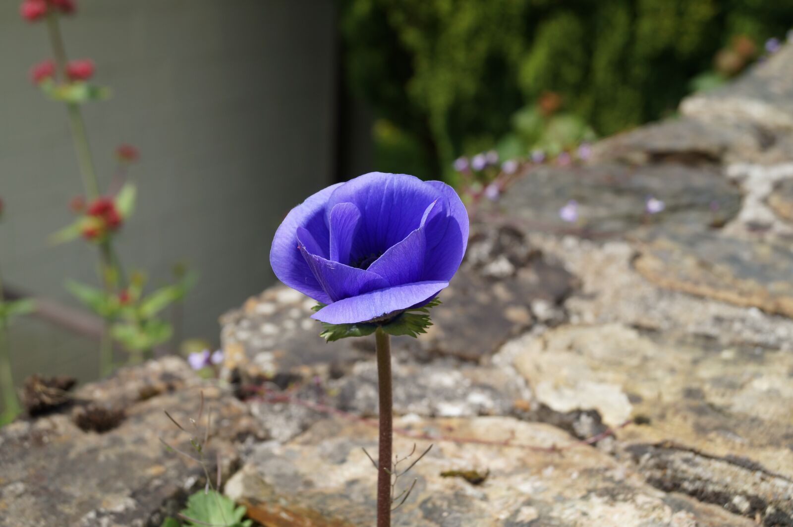 Sony SLT-A37 sample photo. Flower, purple flower, pansy photography