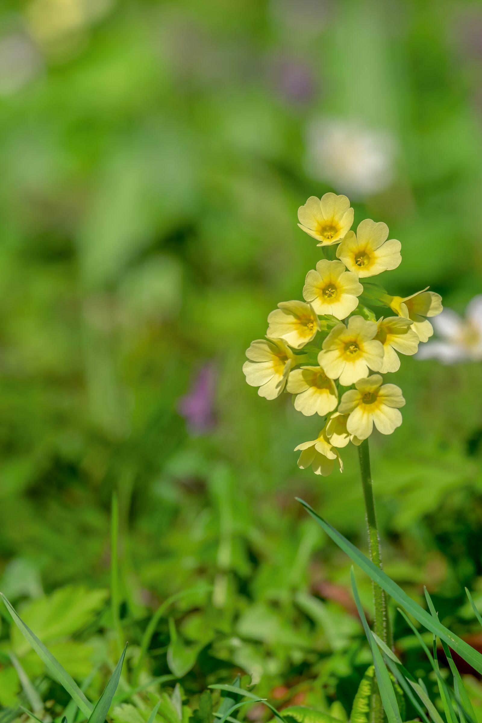 Fujifilm XF 55-200mm F3.5-4.8 R LM OIS sample photo. Cowslip, spring, blossom photography