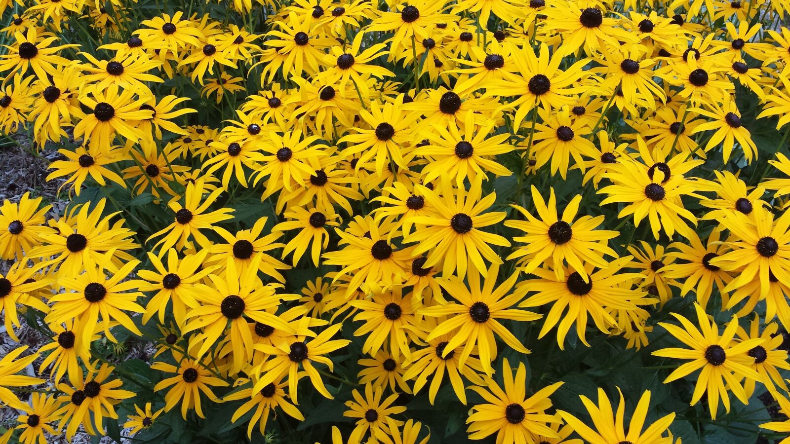 Samsung Galaxy S4 sample photo. Marguerite, flower, yellow photography