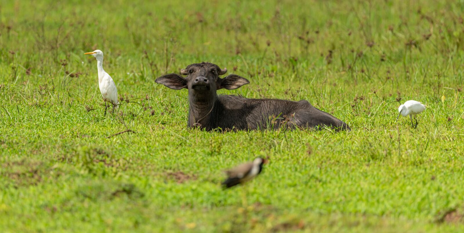 Nikon D850 sample photo. Cow, scot, herons photography