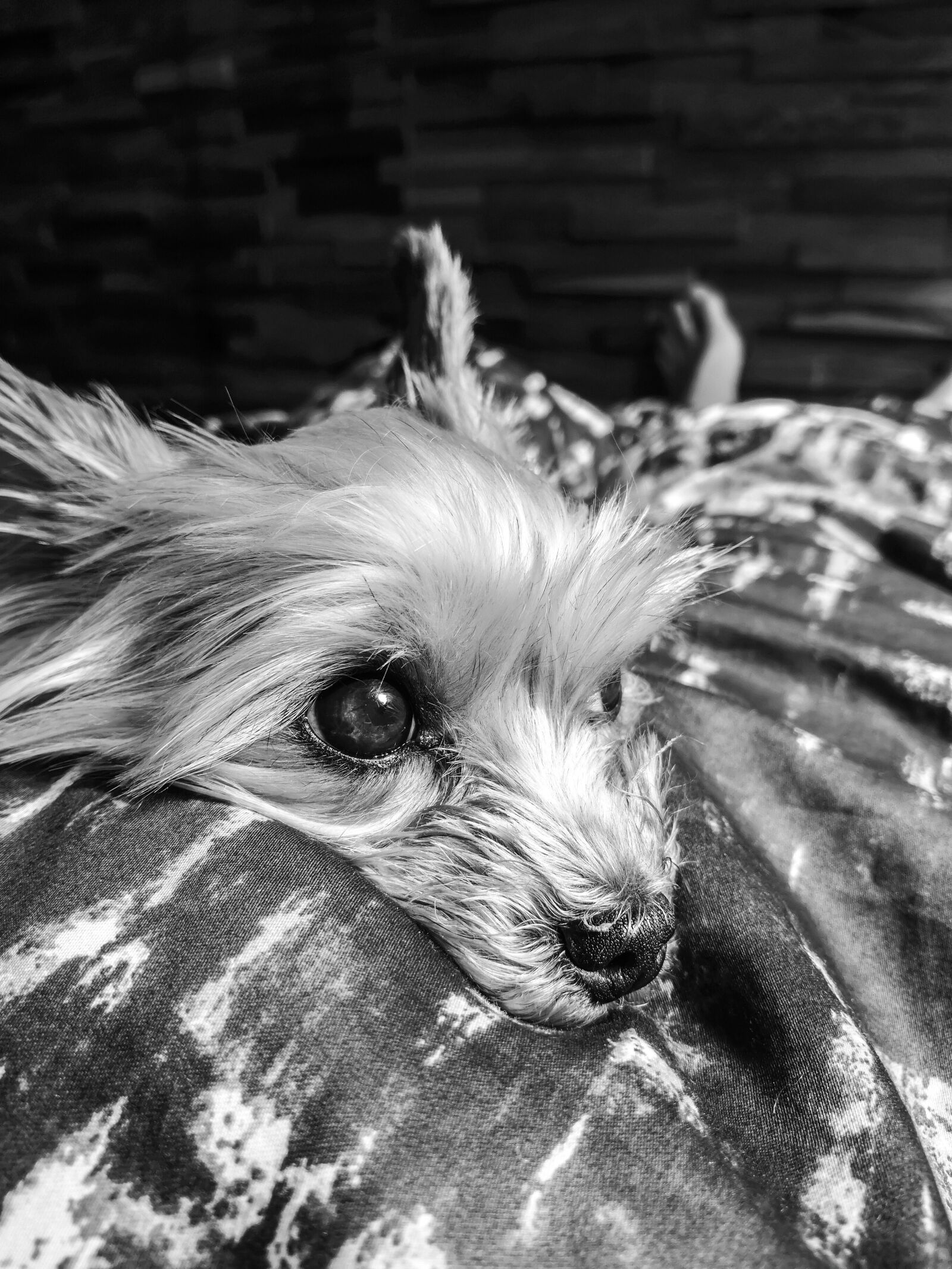 HUAWEI CLT-L29 sample photo. Dog, black, blackandwhite photography