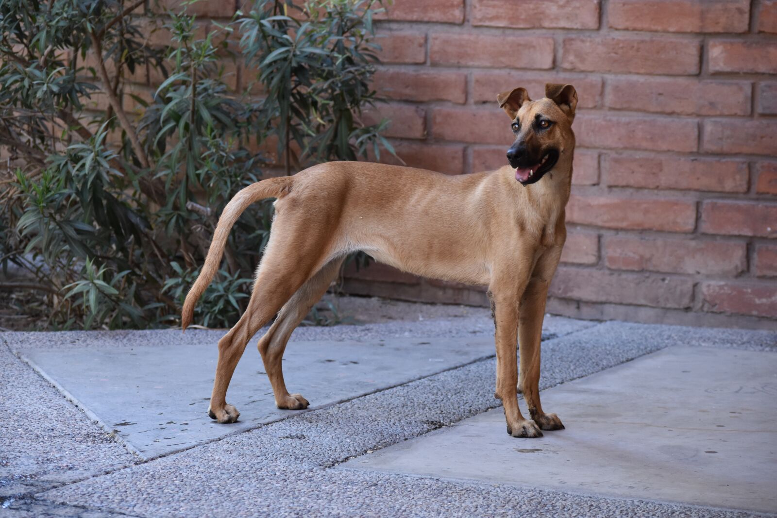 Nikon D3400 sample photo. Dog, animal, canine photography