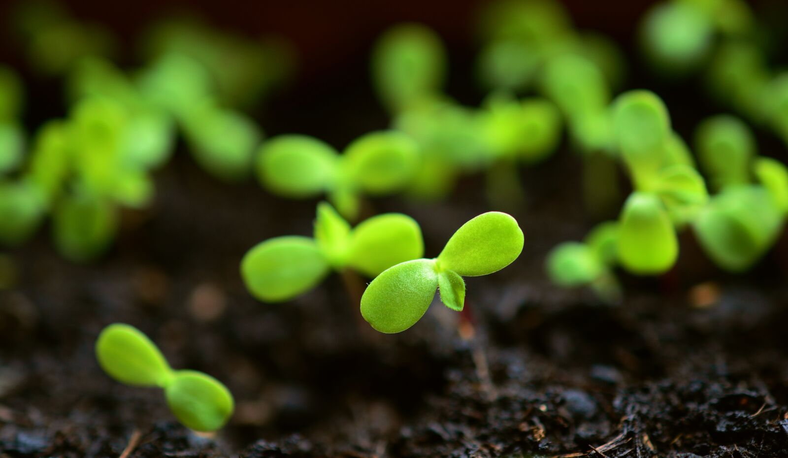 Nikon D5200 sample photo. Plant, sow, grow photography