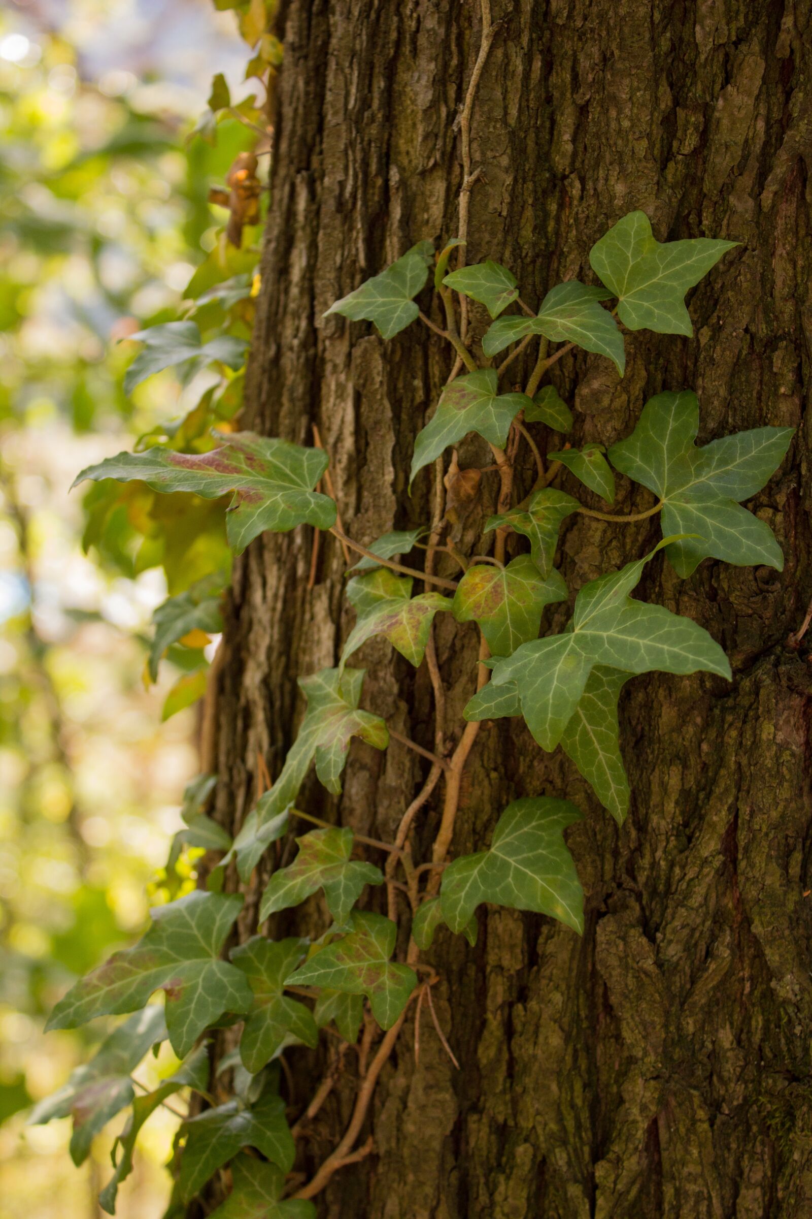 Canon EOS 600D (Rebel EOS T3i / EOS Kiss X5) sample photo. Ivy, forest, nature photography