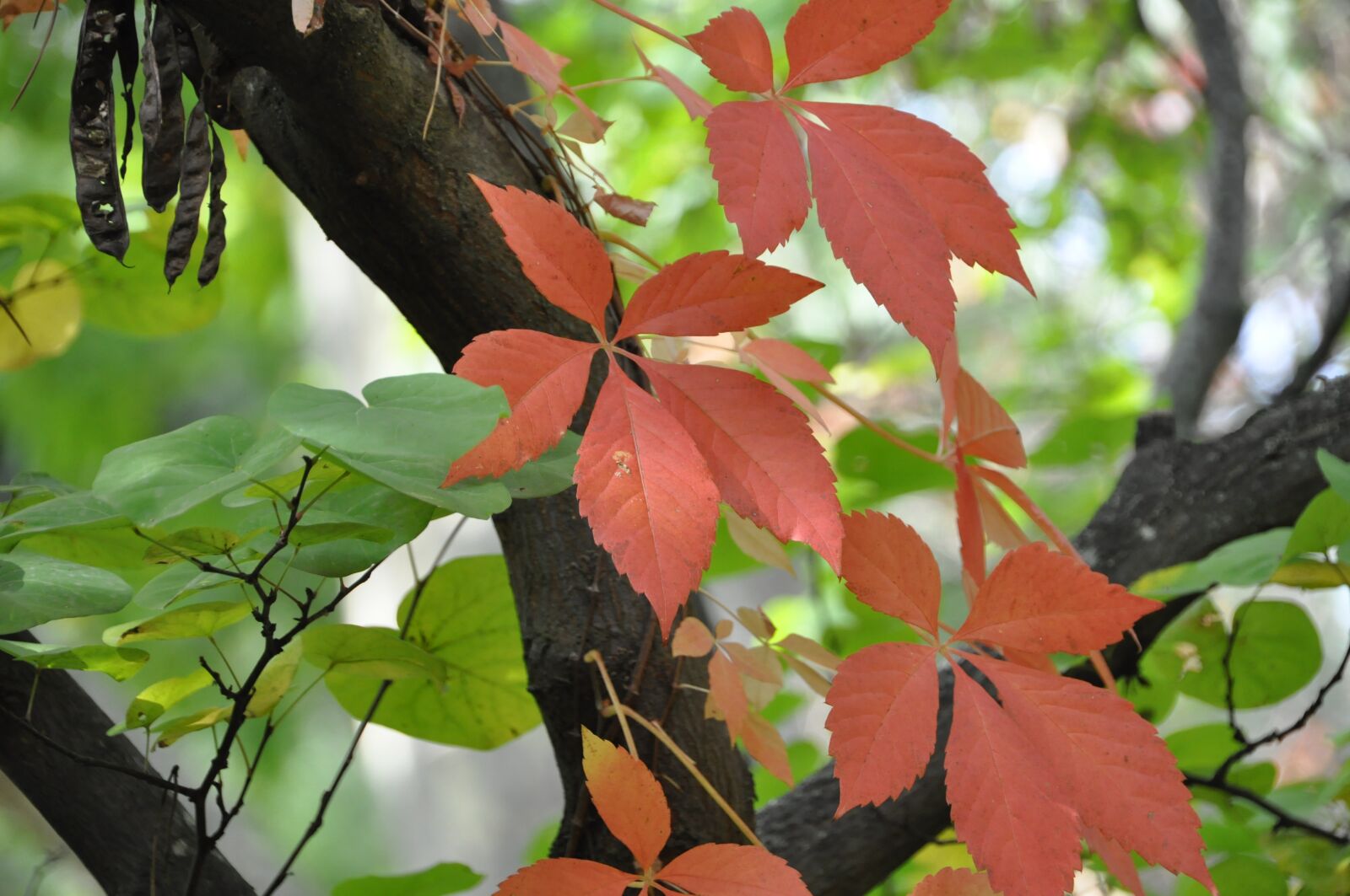 Nikon D90 sample photo. Leaves, tree, autumn photography