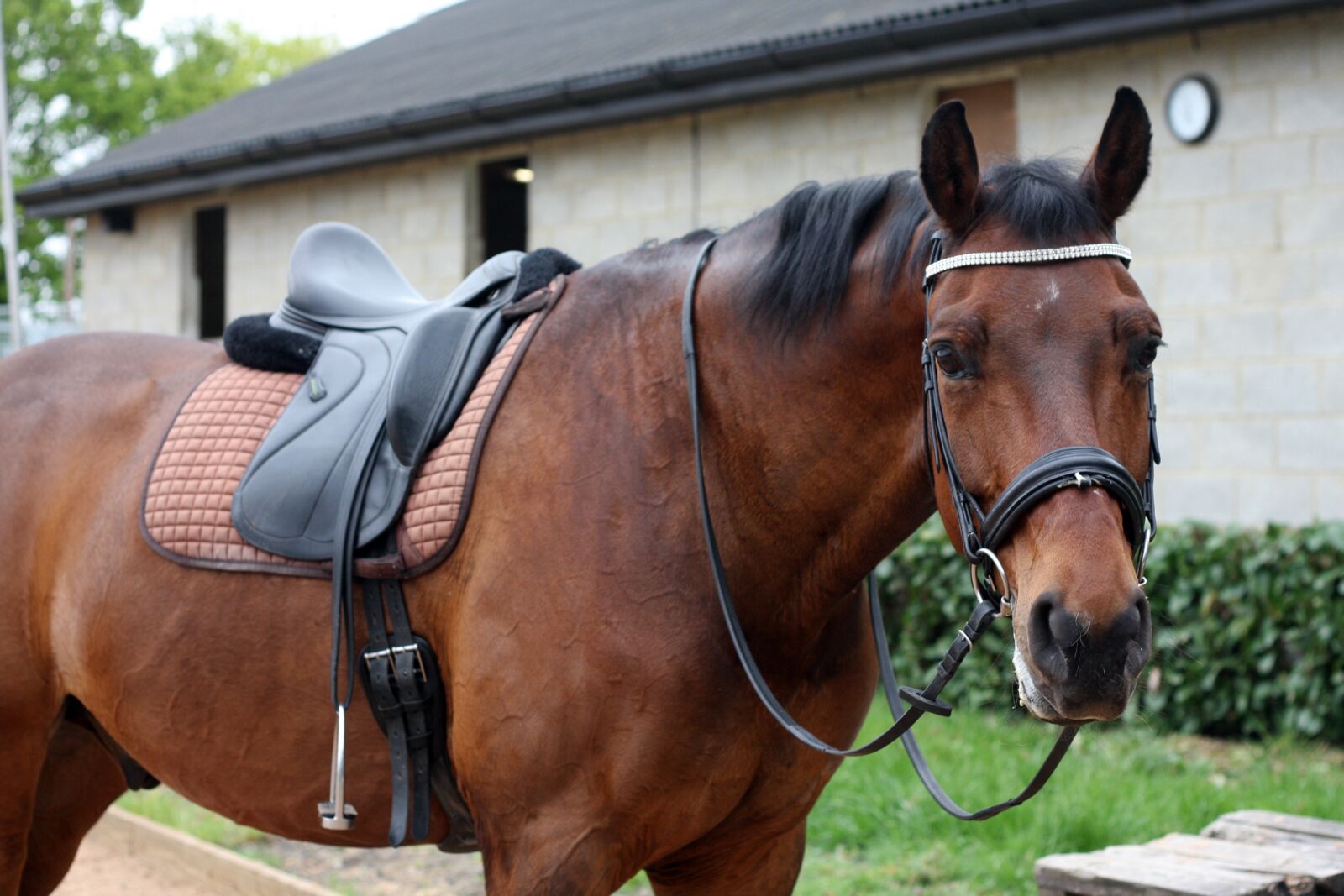 Canon EOS 40D sample photo. Dressage, horse, equestrian photography