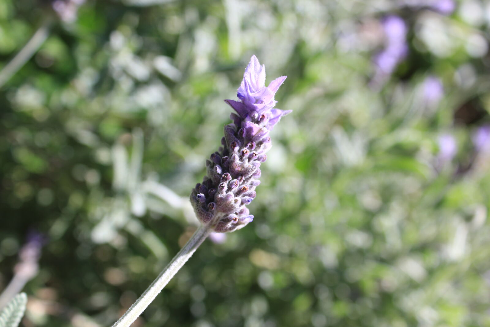 Canon EF-S 18-55mm F3.5-5.6 IS sample photo. Blurred, background, garden, lavender photography