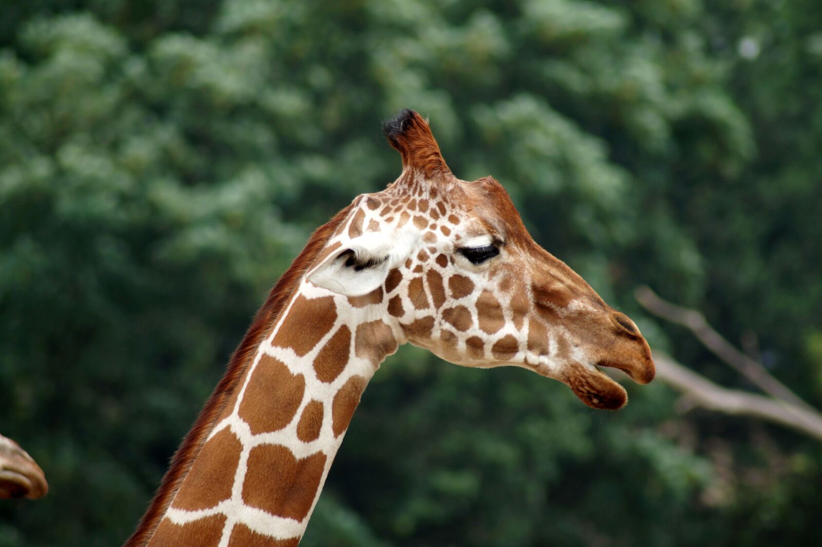 Sony SLT-A58 sample photo. Giraffe, animal, animal portrait photography