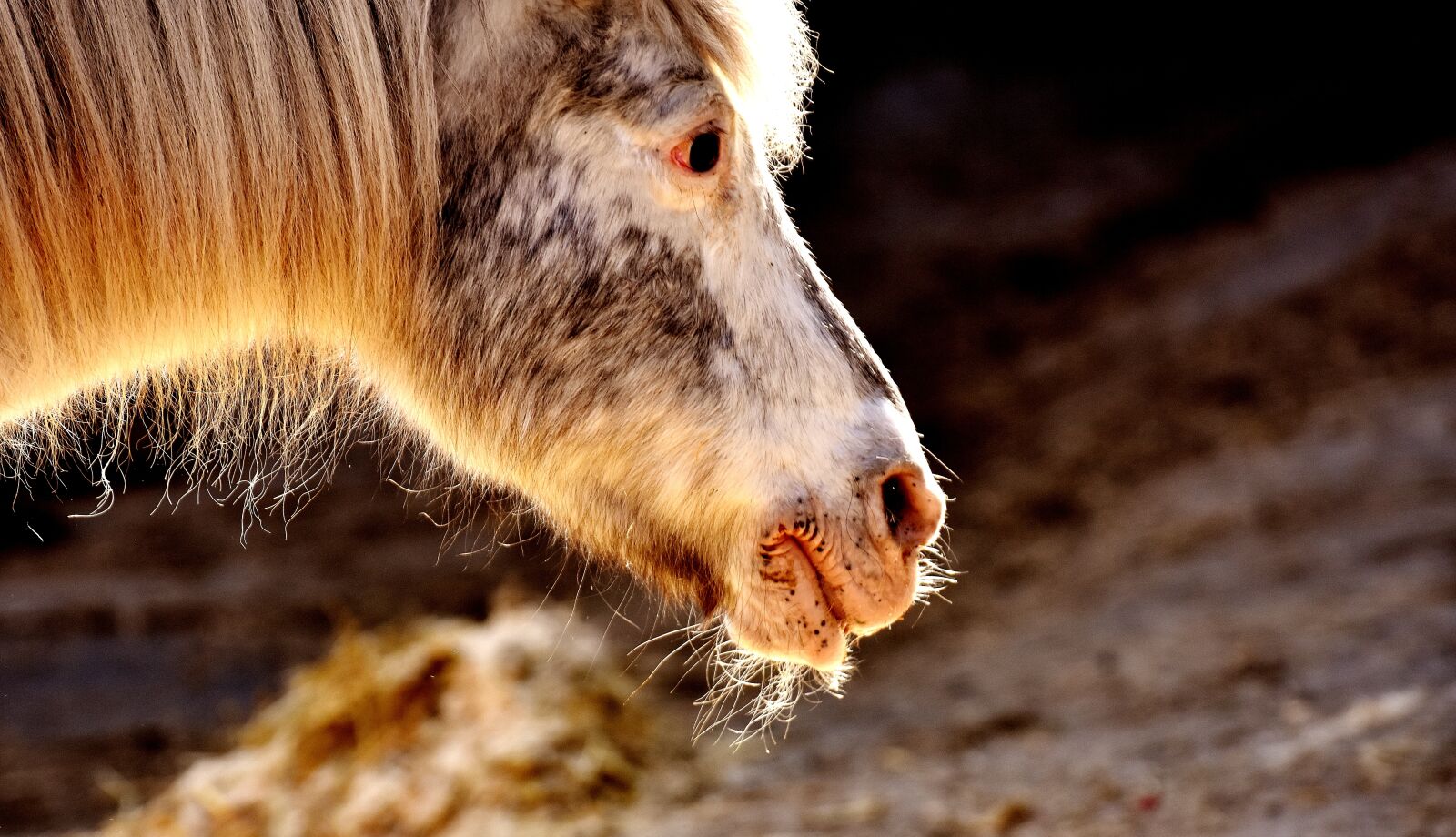Nikon D7200 sample photo. Pony, sun, animal photography