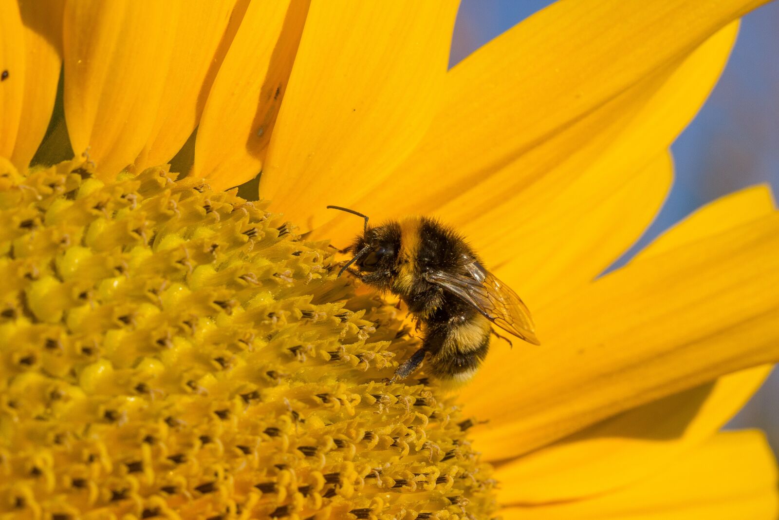 Canon EF 100mm F2.8L Macro IS USM sample photo. Sunflower, blossom, bloom photography