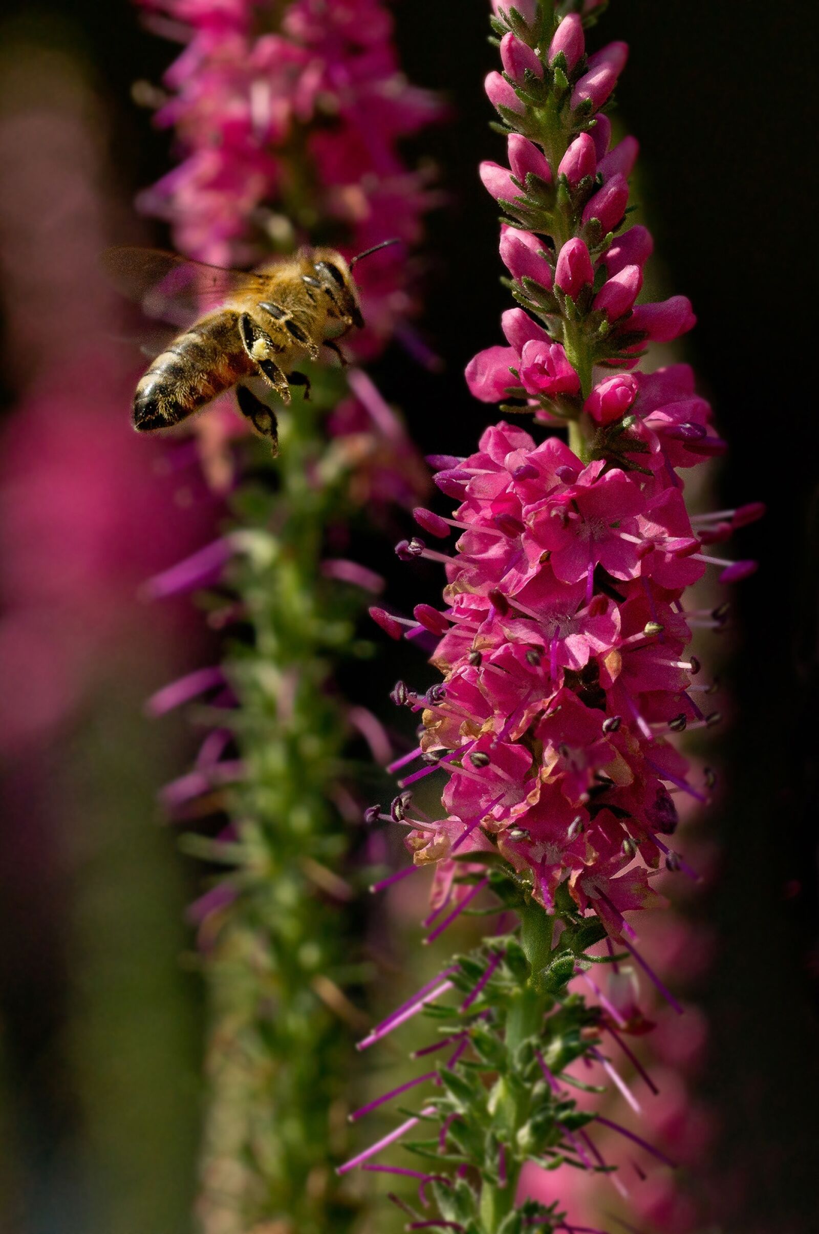 Sony SLT-A77 sample photo. Bee, insect, close up photography