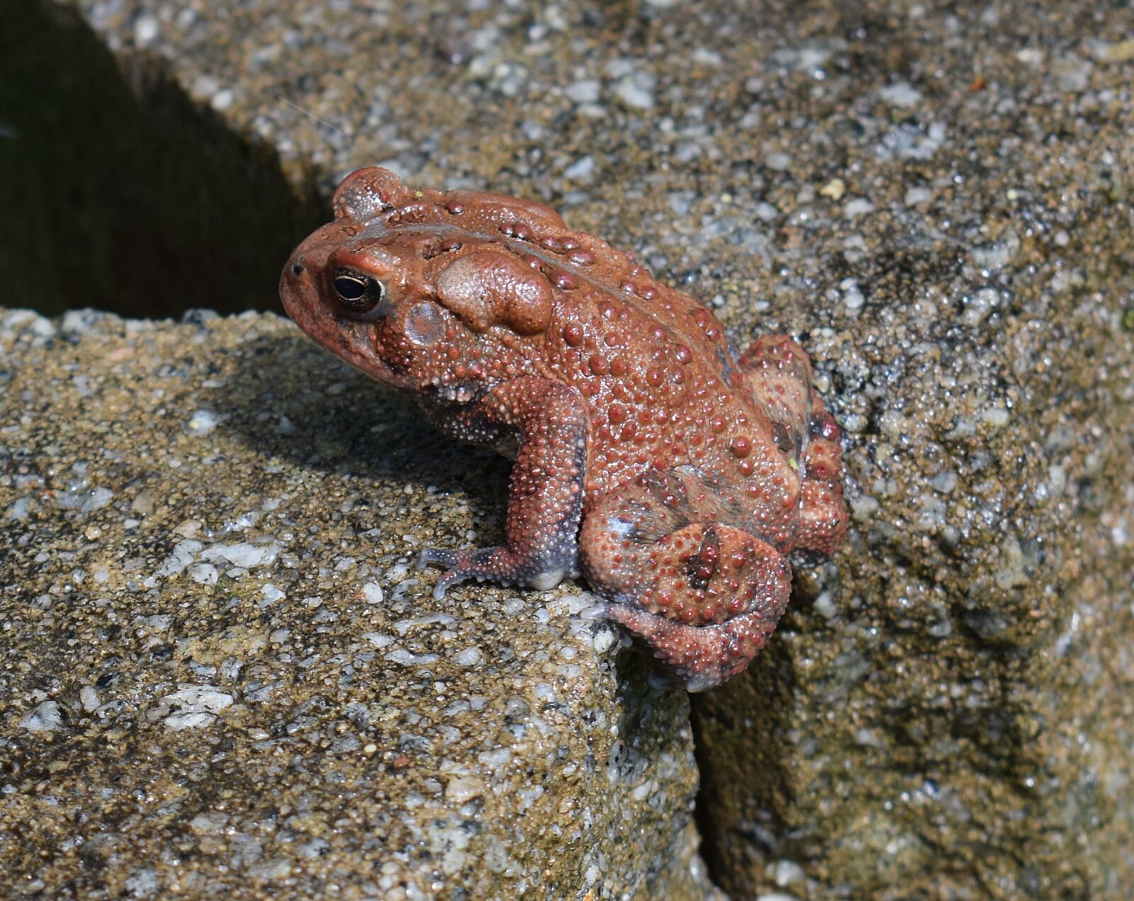 Nikon D3300 sample photo. American toad, toad, red photography