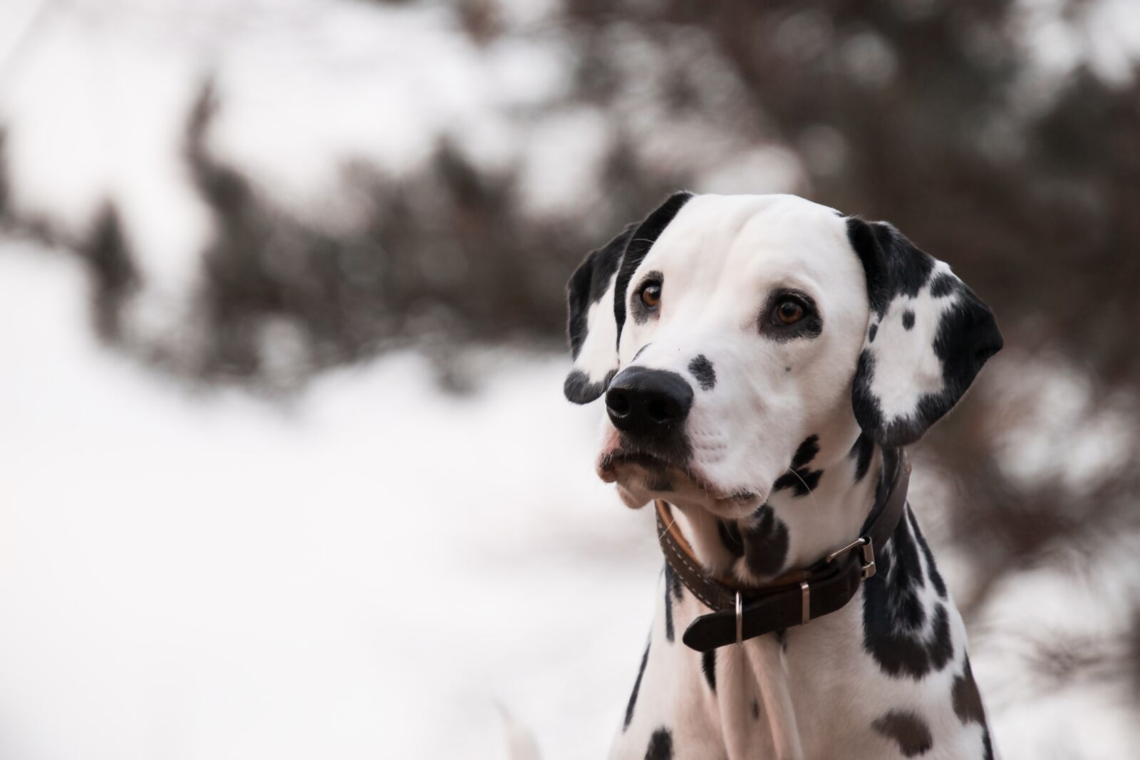 Nikon D3300 sample photo. Dog, animal, dalmatians photography