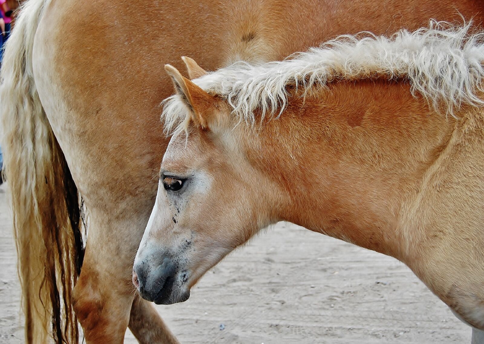 Nikon D40 sample photo. Horse, foal, haflinger photography