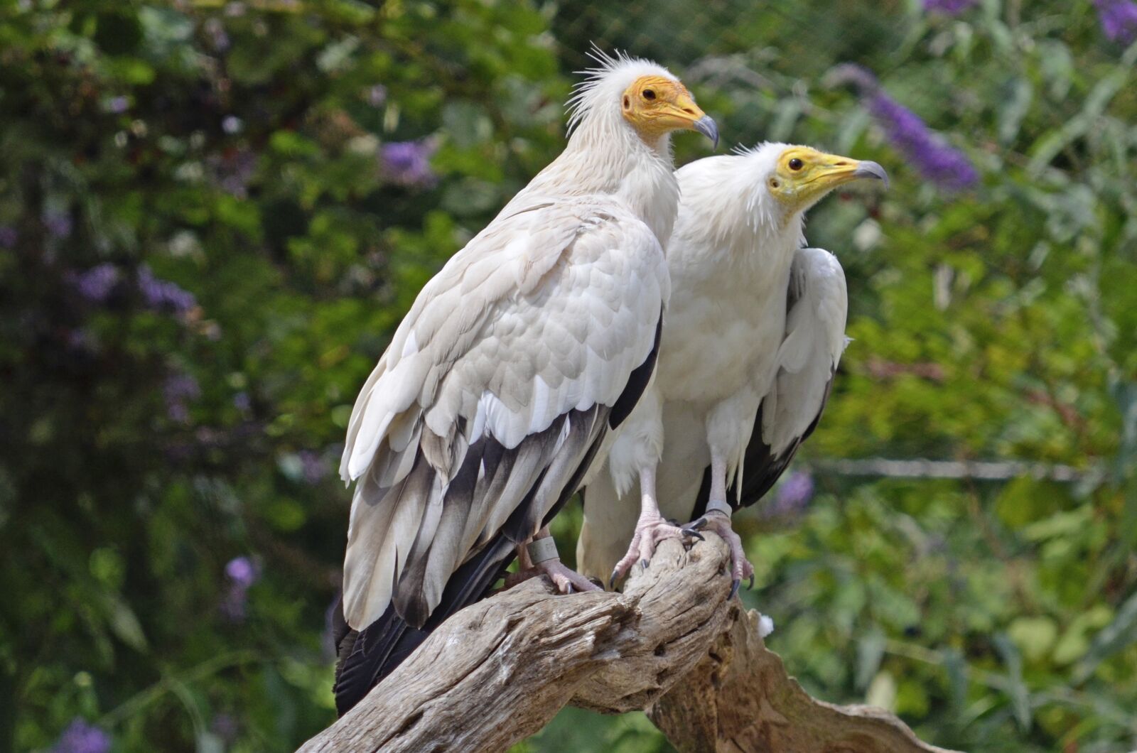 Nikon D5100 sample photo. Egyptian vulture, pair, raptors photography