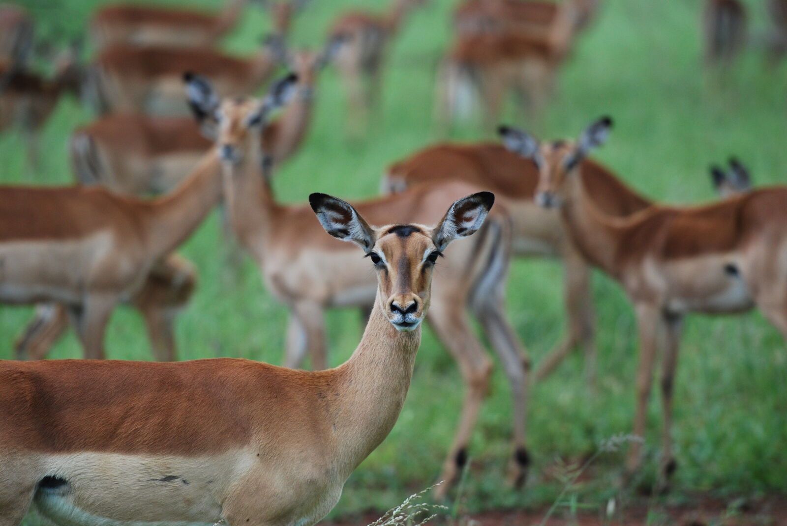 Nikon AF-S Nikkor 70-200mm F2.8G ED VR II sample photo. Animals, antelope, blur, deer photography