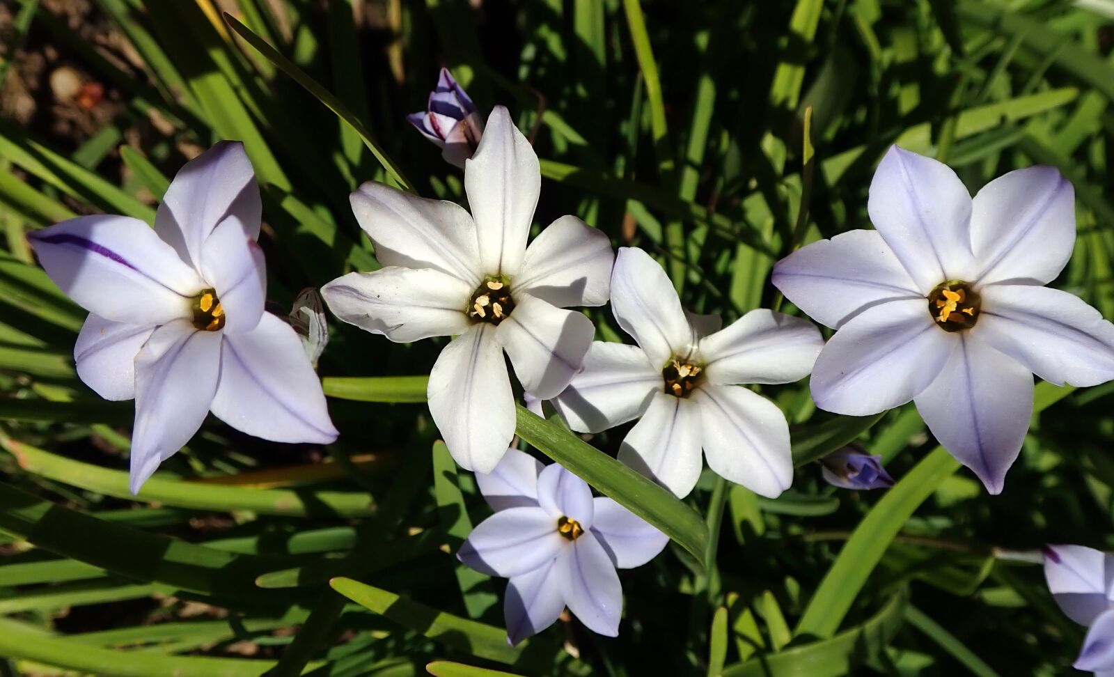 Olympus TG-5 sample photo. Flowers, spring, bulbs photography